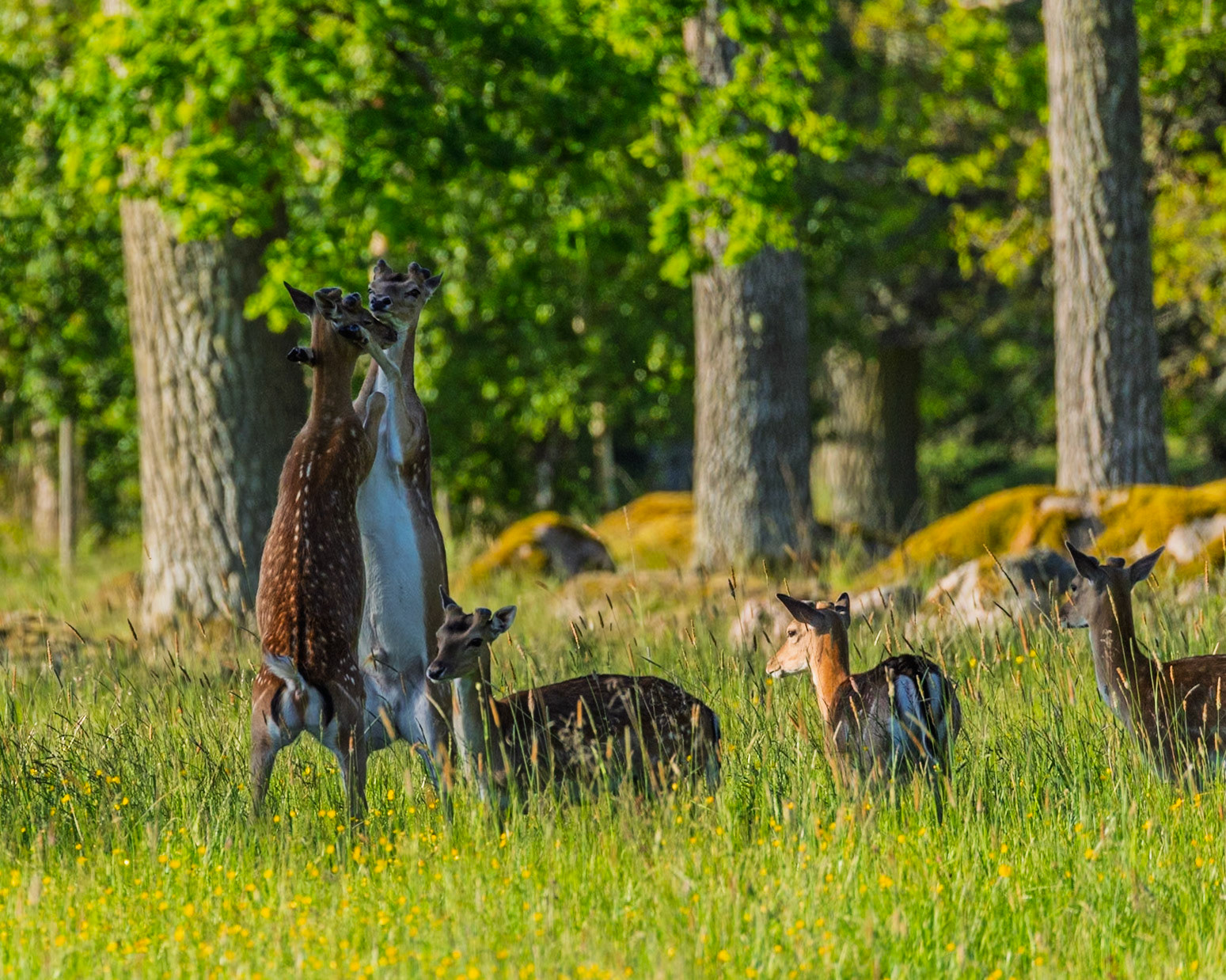 Fallow deer