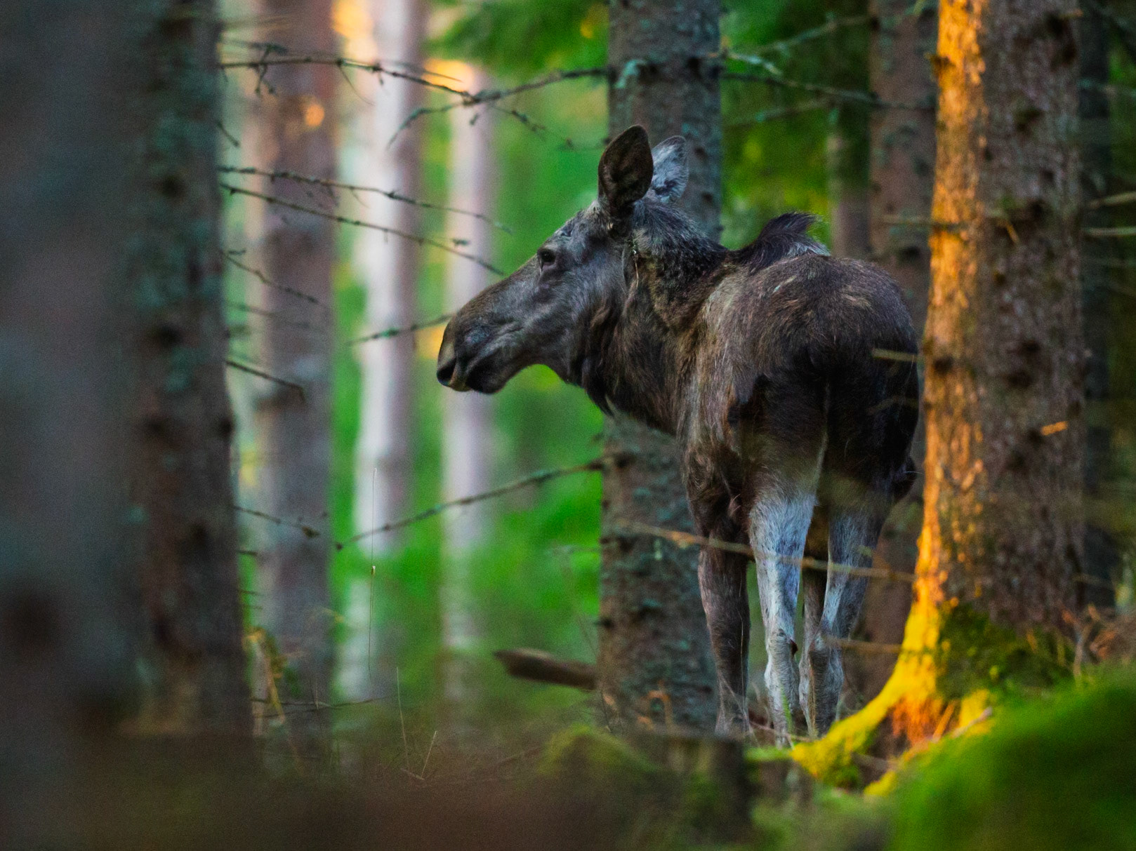 Moose