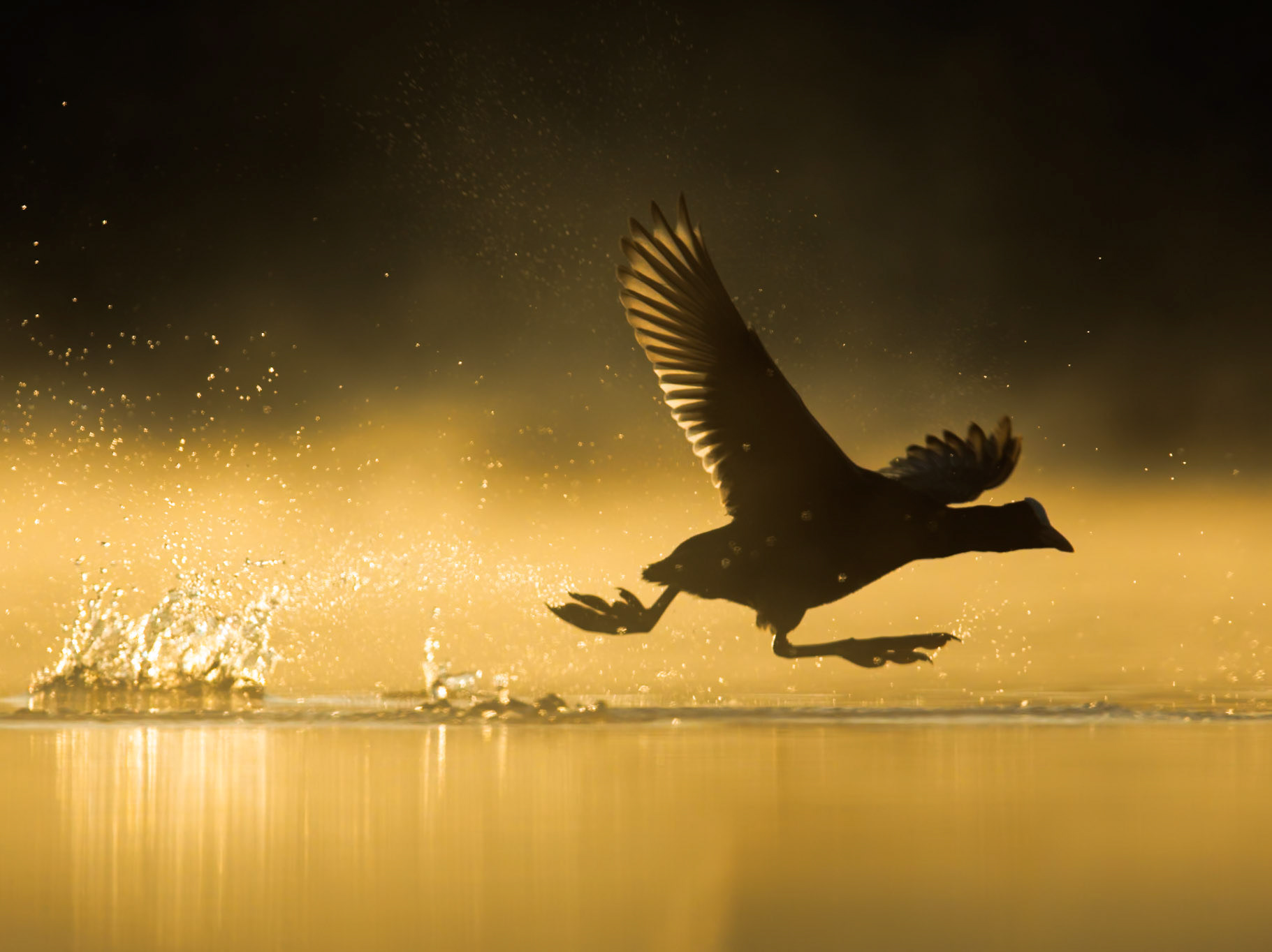 Eurasian Coot