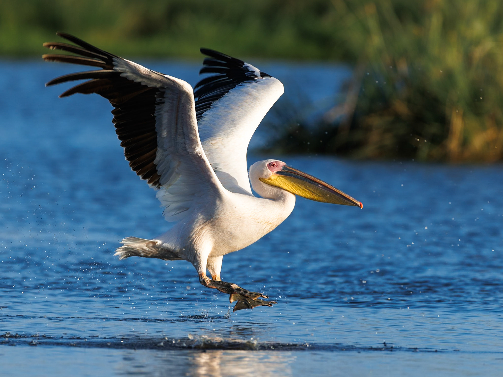 White pelican in Amboseli 2026