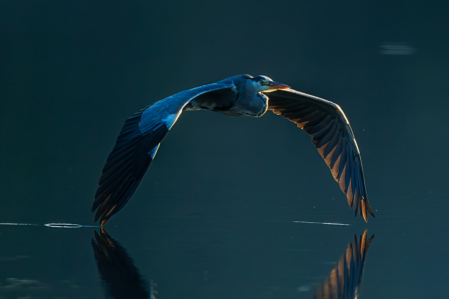 Grey Heron