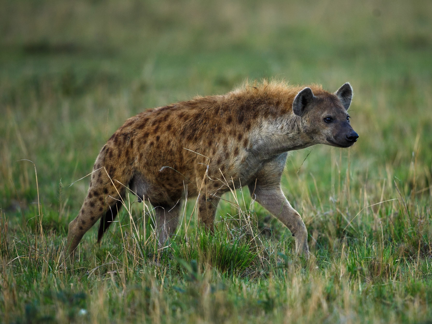 Spotted Hyena in Masai Mara 2014