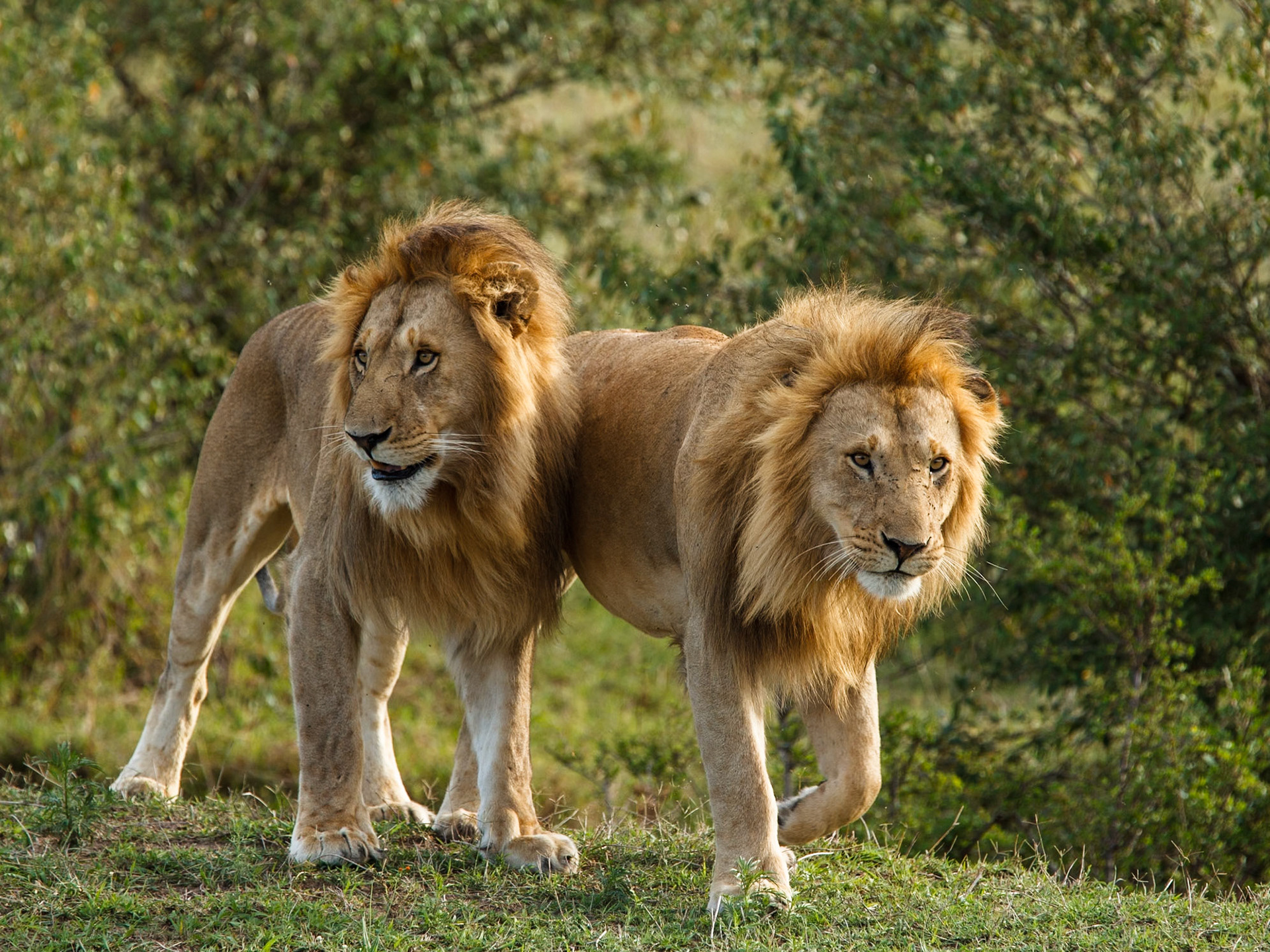 Lion in Masai Mara 2014