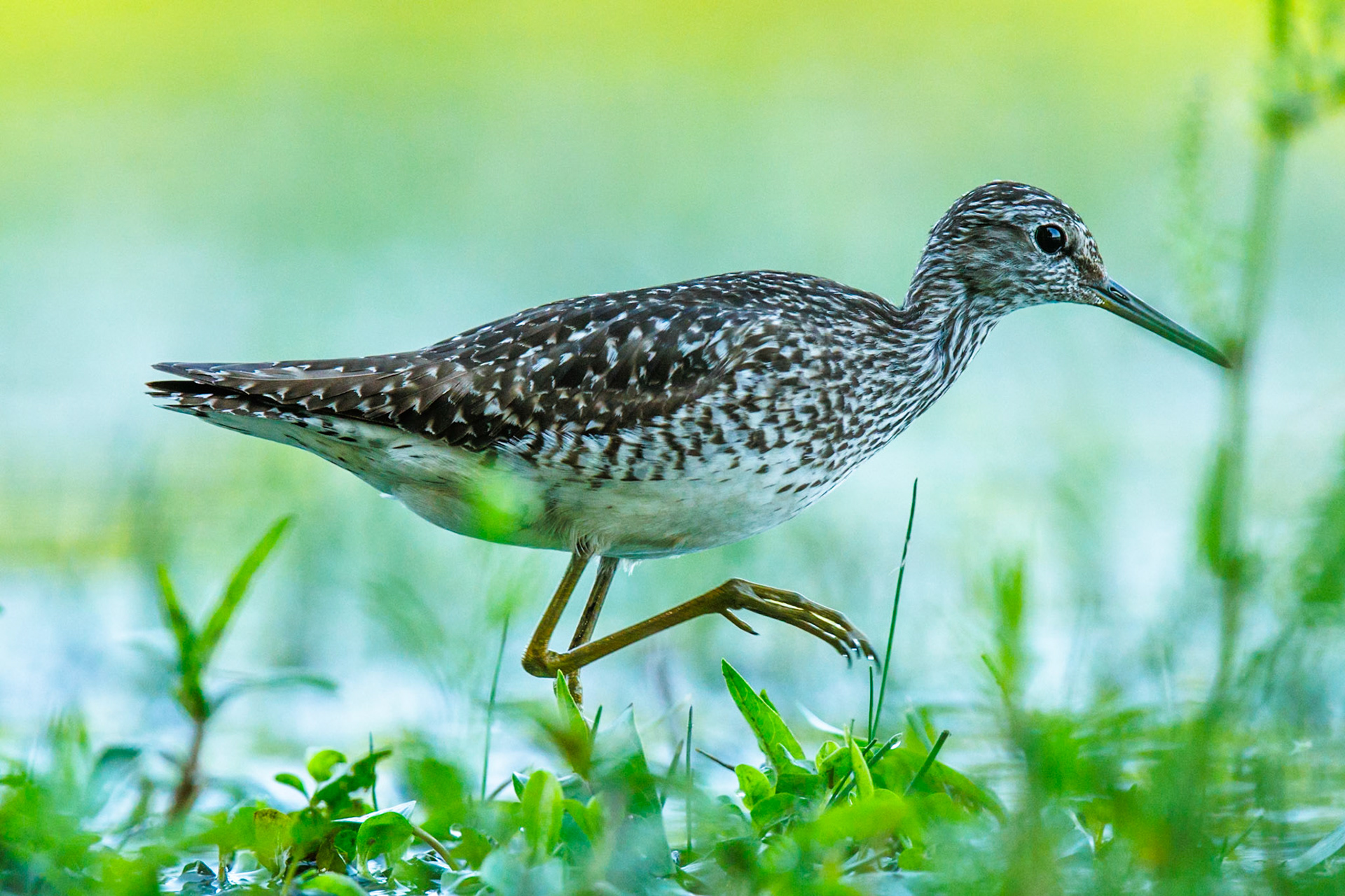 Wood Sandpiper