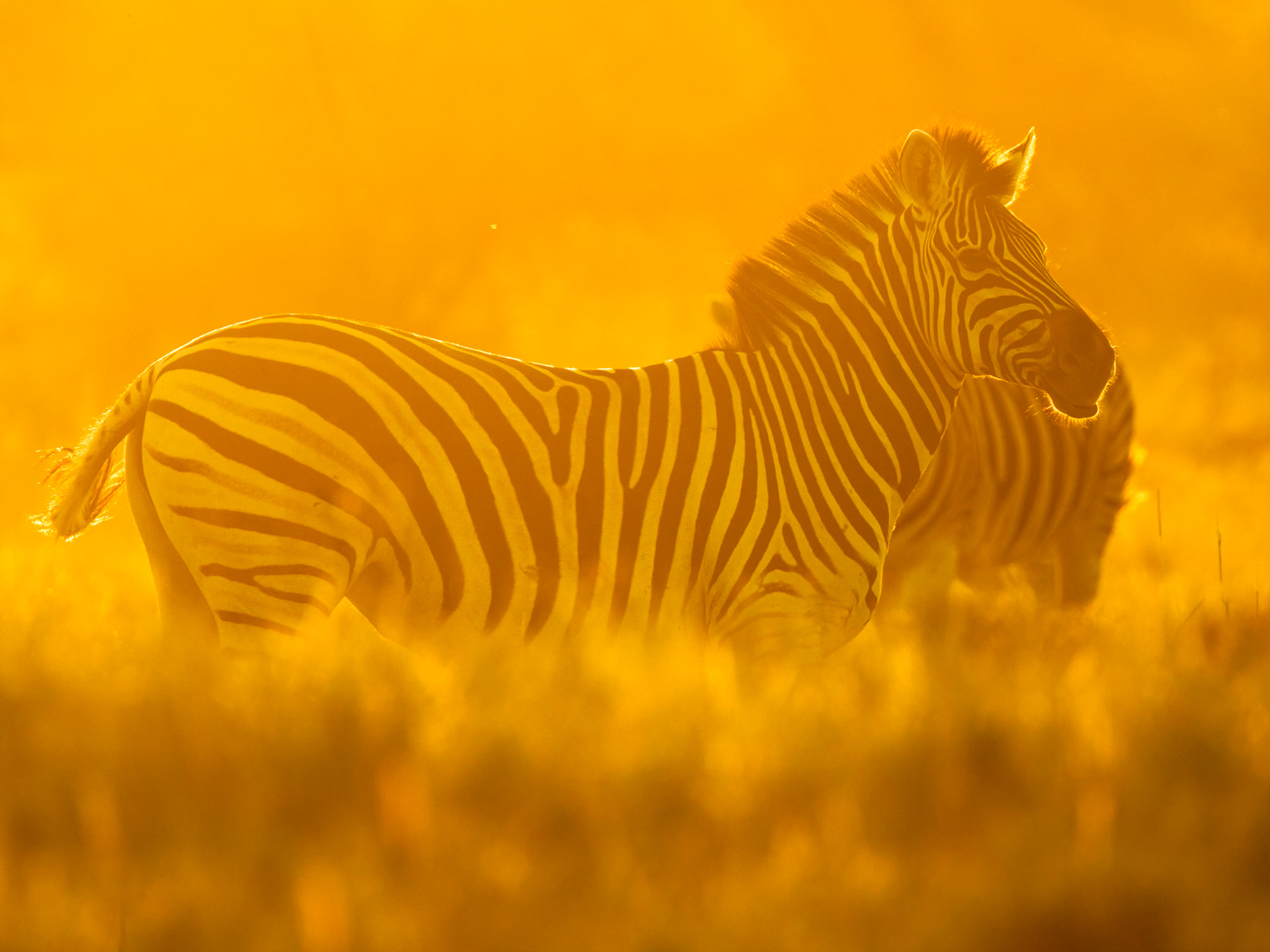 Plains zebra