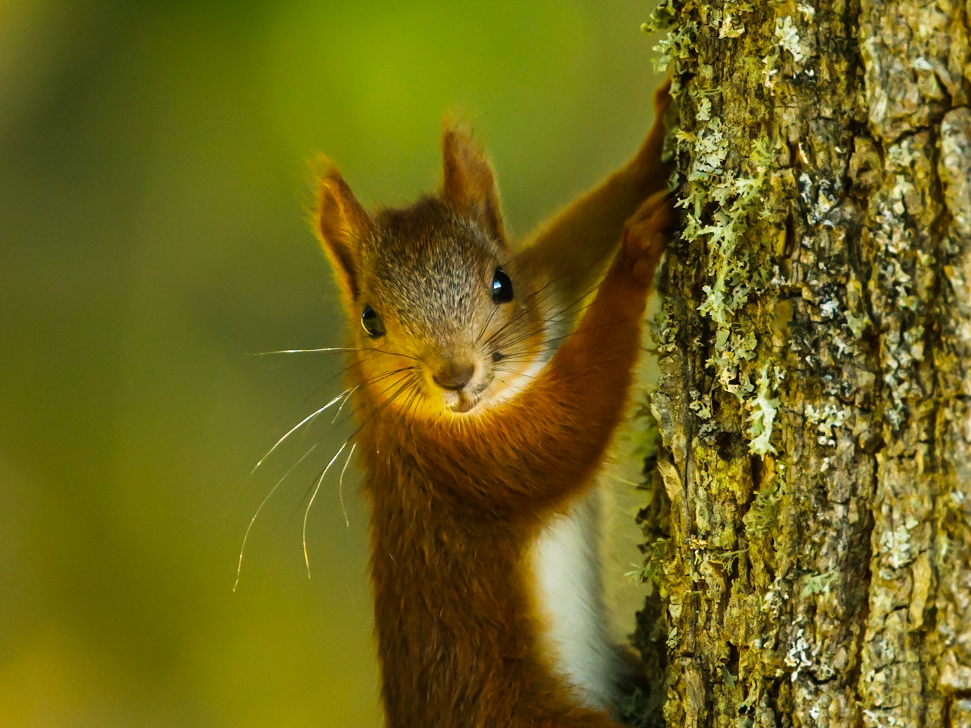 Red Squirrel