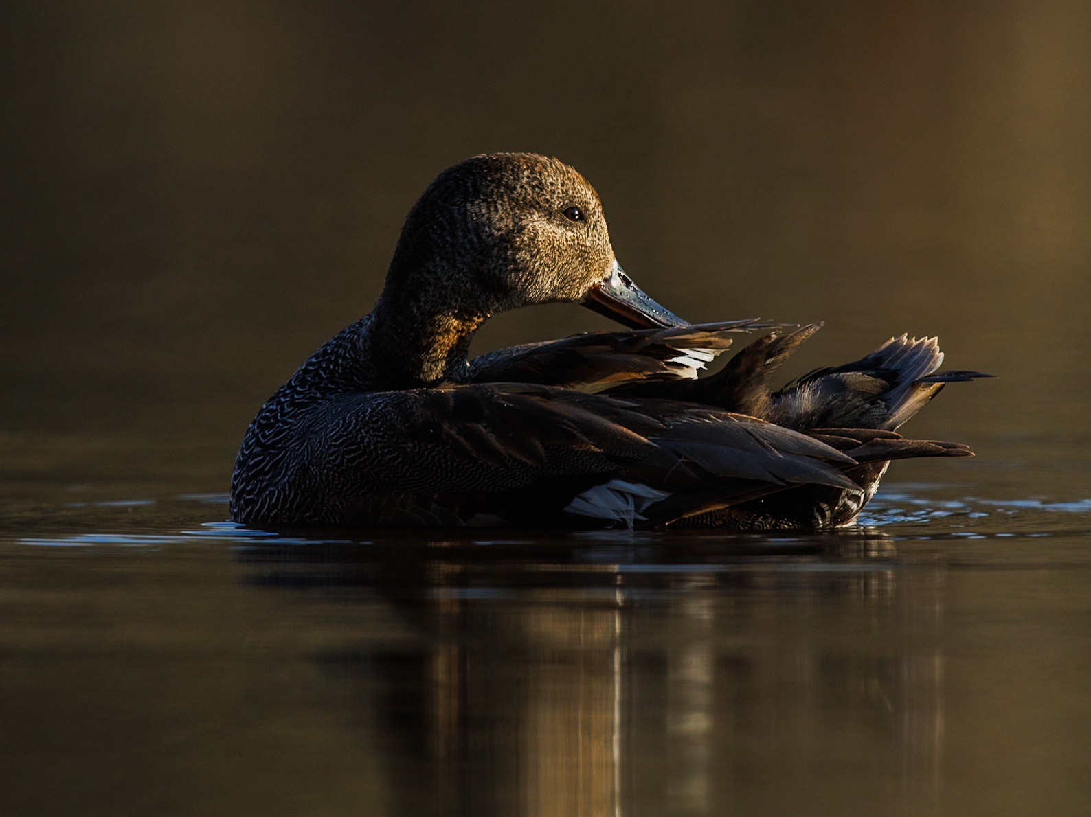 Gadwall