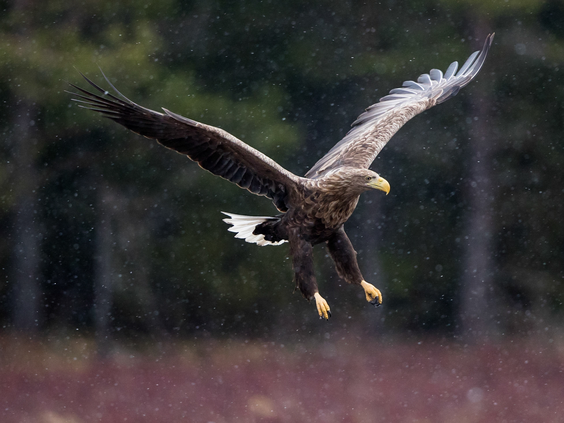 White-tailed Eagle