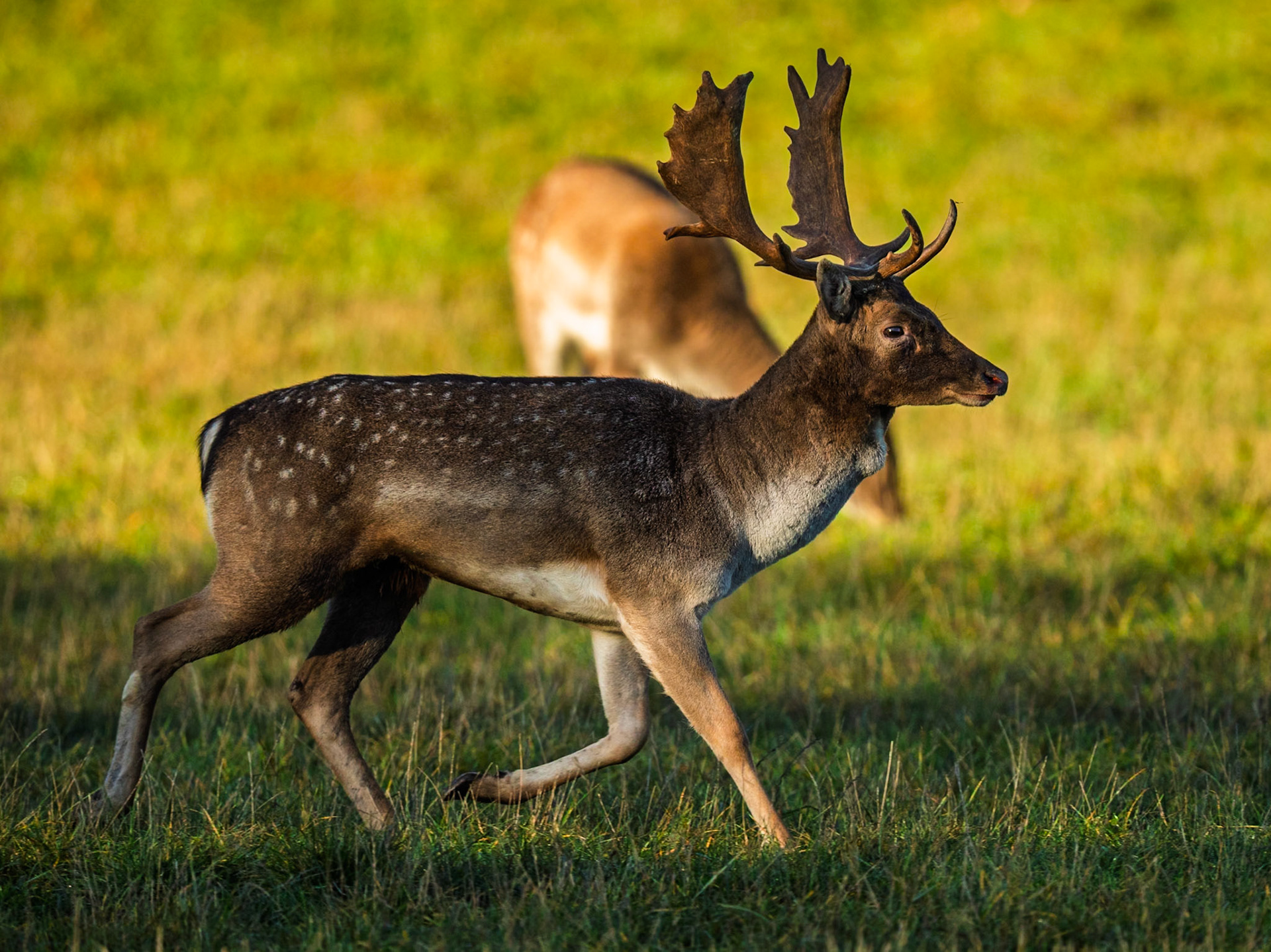 Fallow Deer