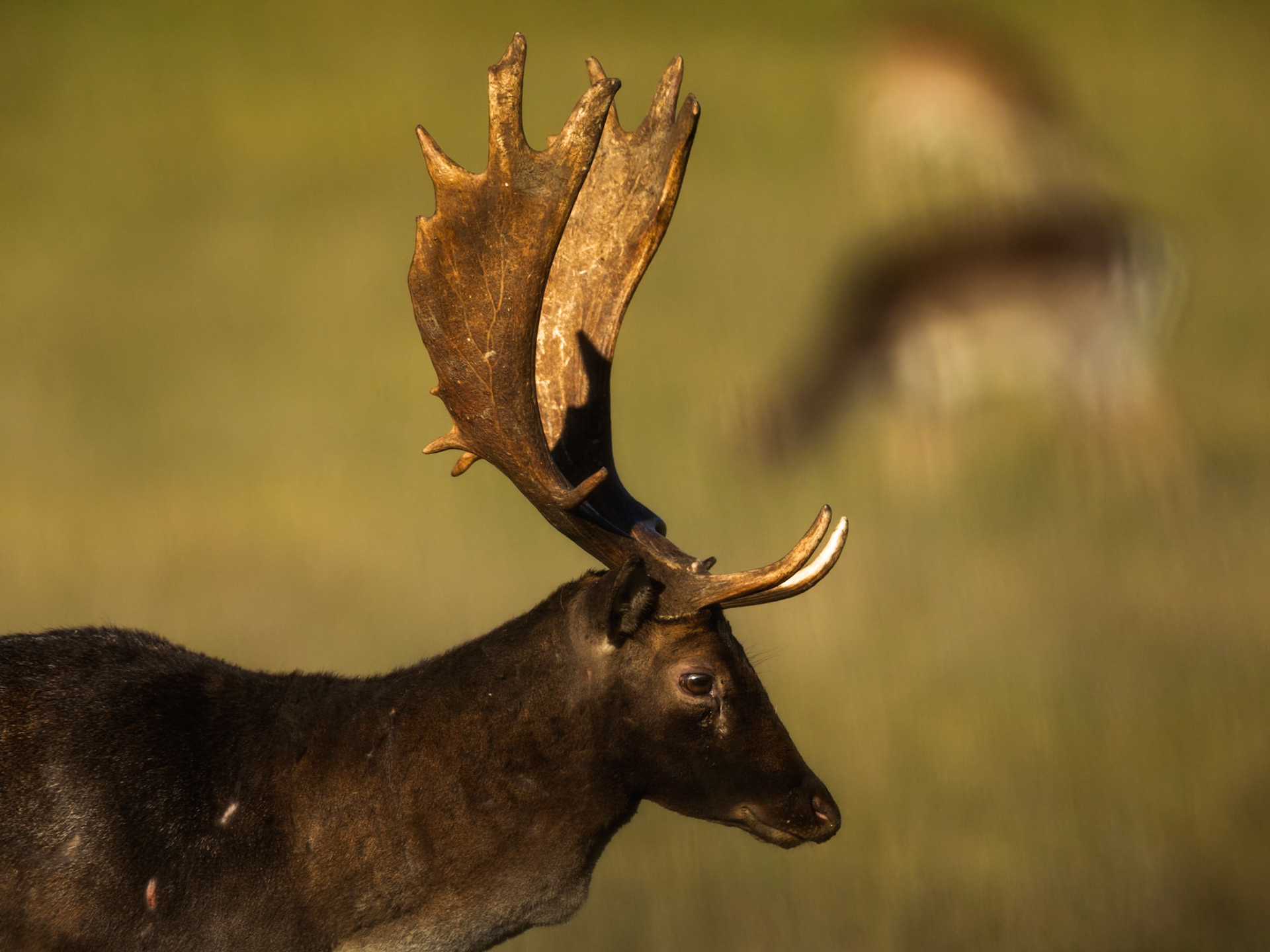 Fallow Deer