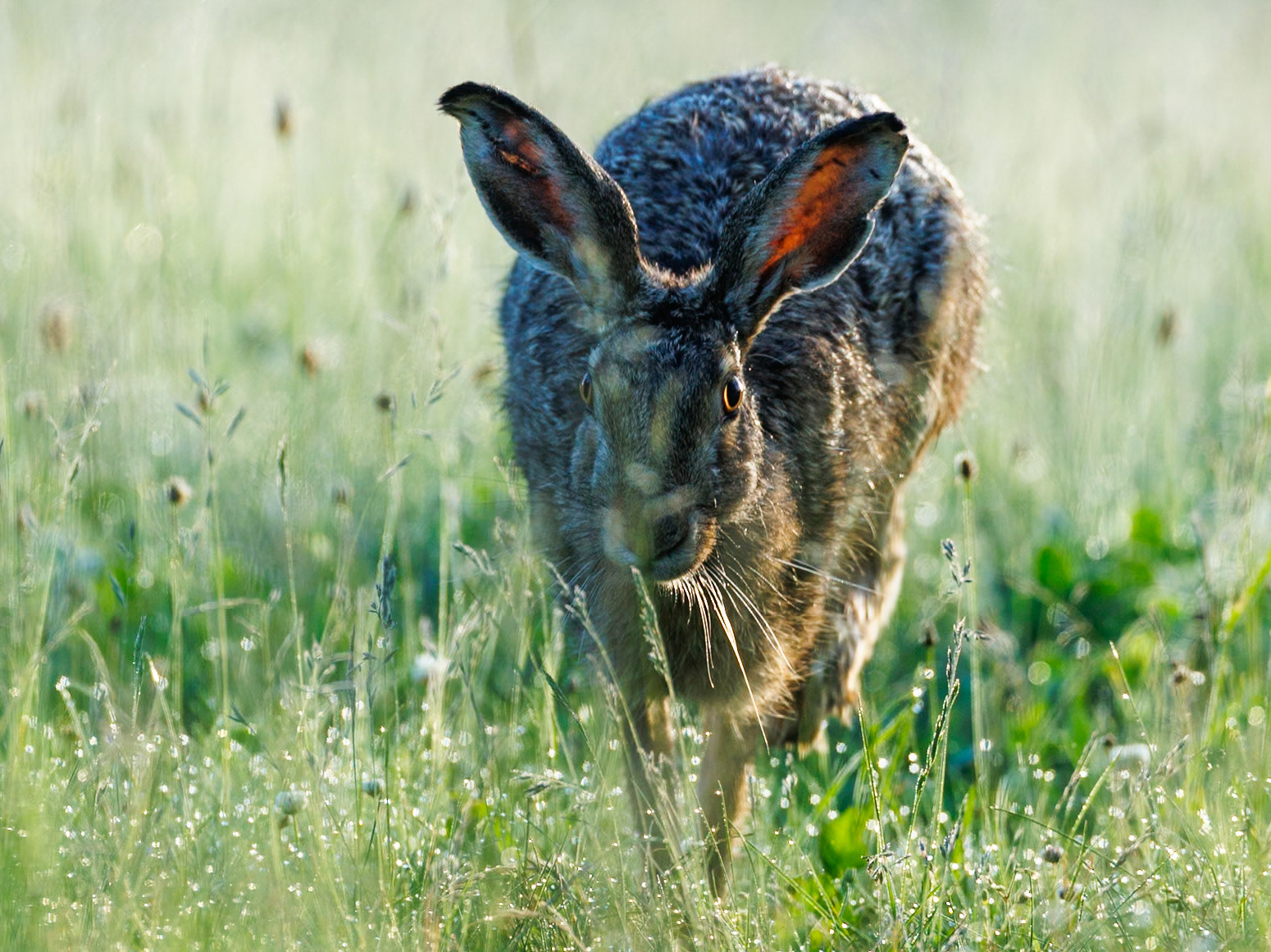 European Hare