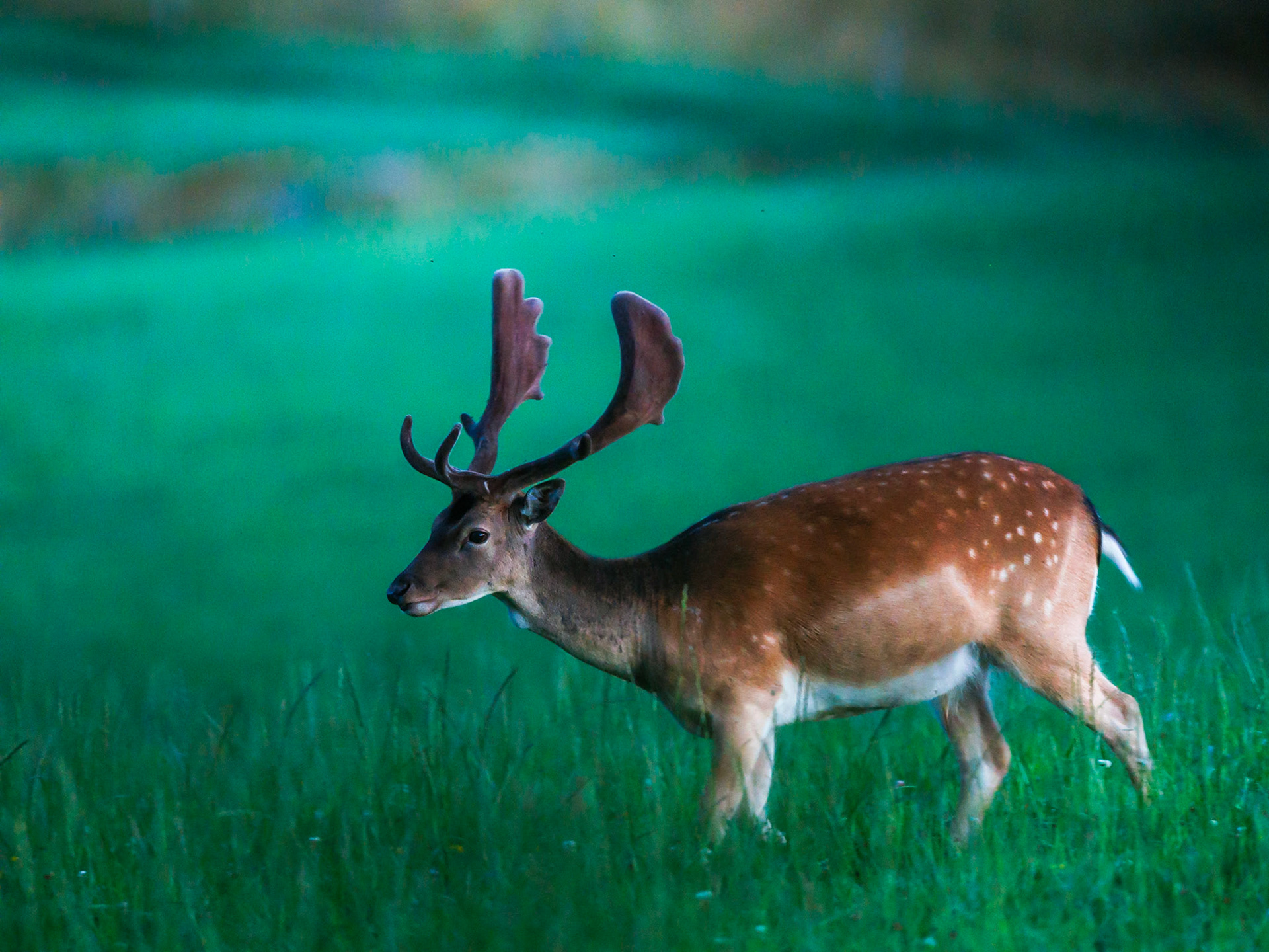 Fallow deer