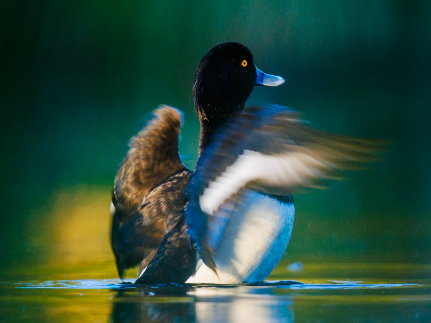 Tufted Duck