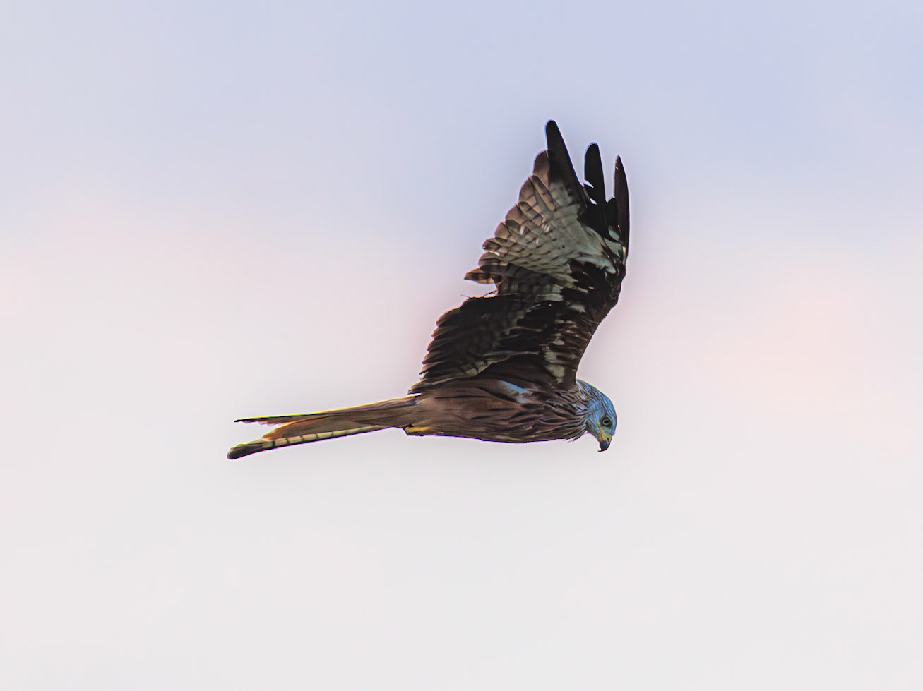 Red Kite