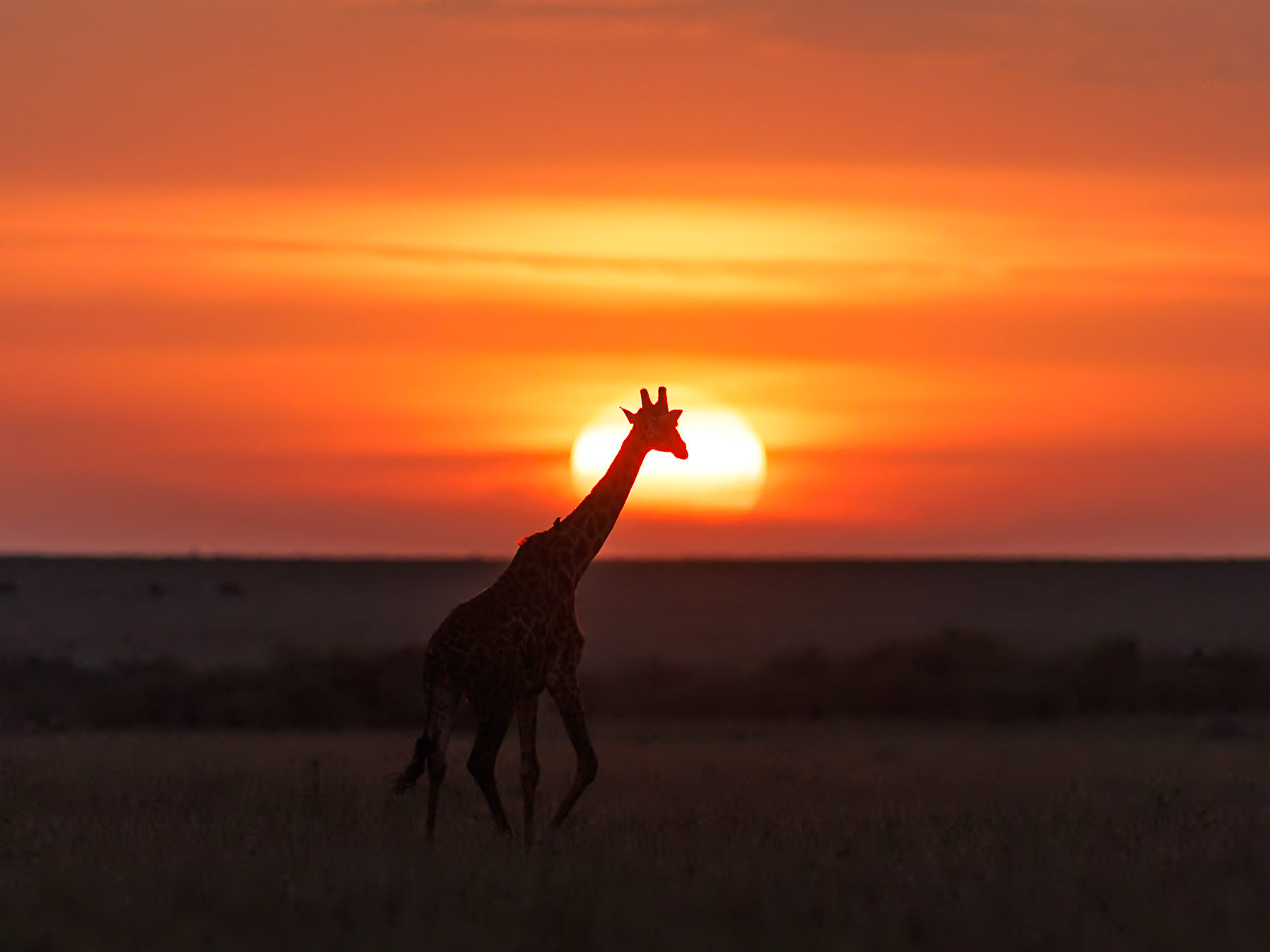 Giraffe in Masai Mara 2026