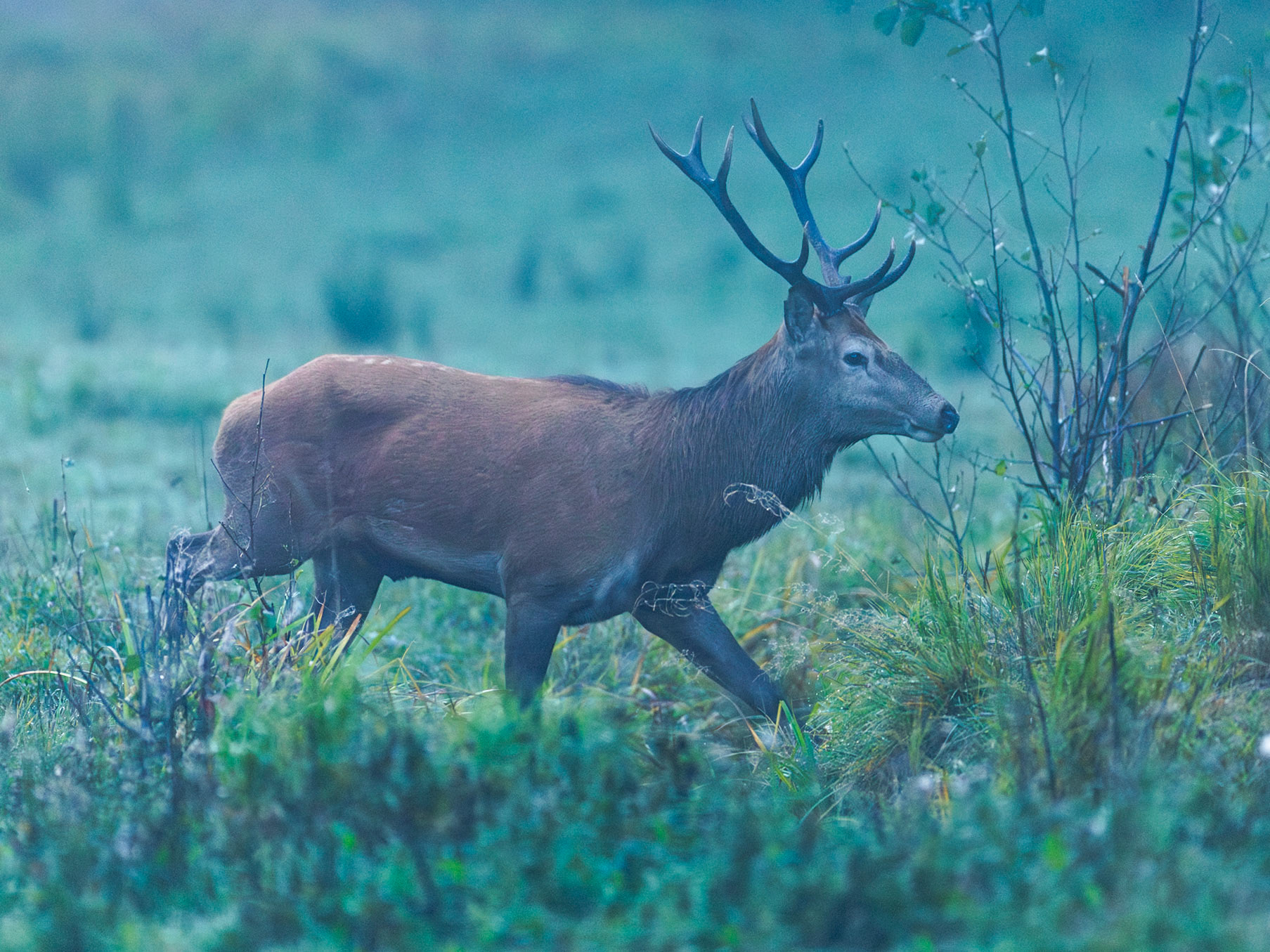 Red deer