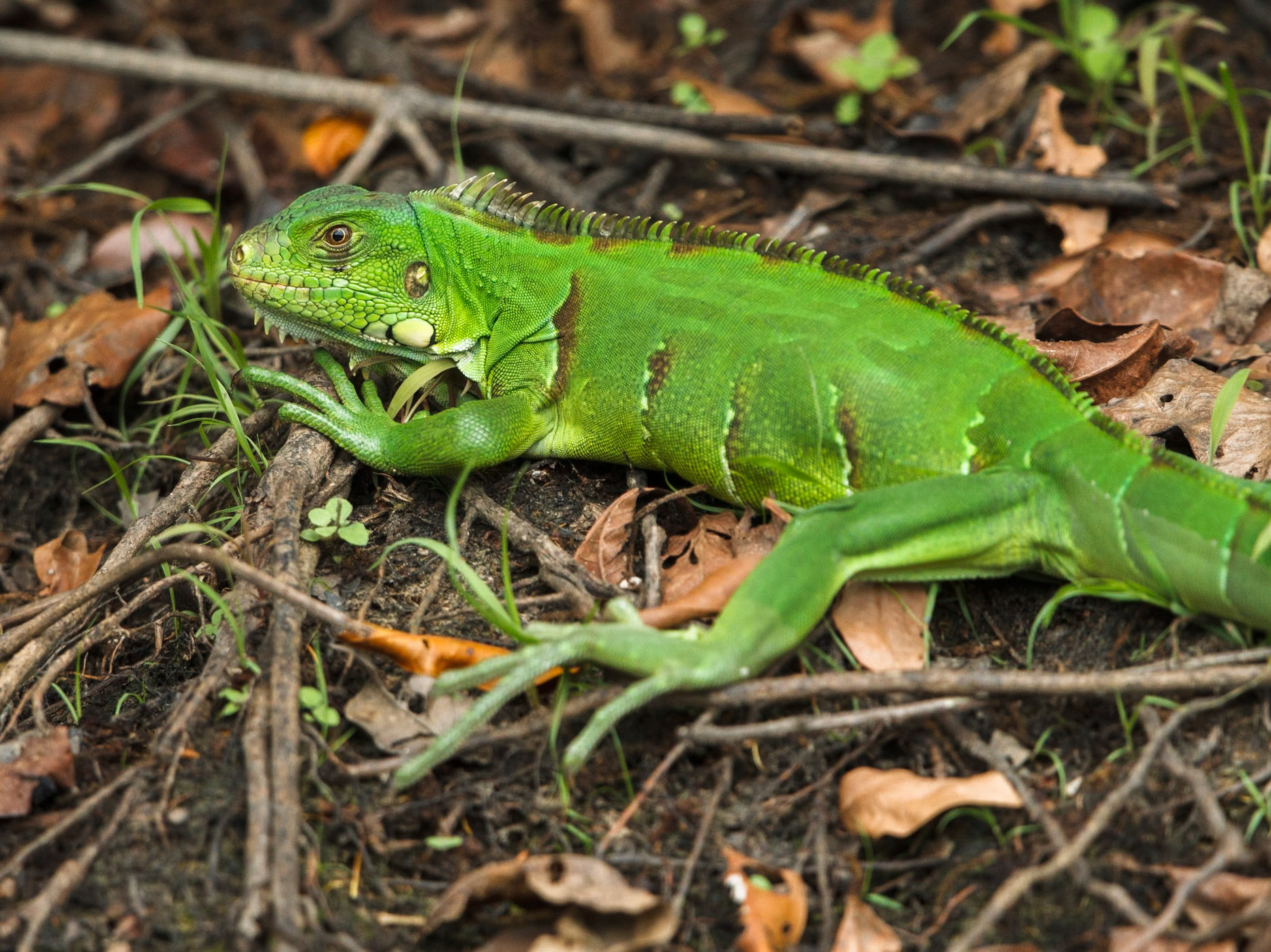 Green Iguana