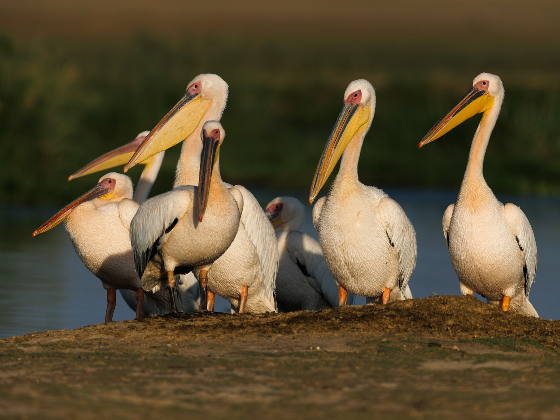 White pelicans in Amboseli 2026