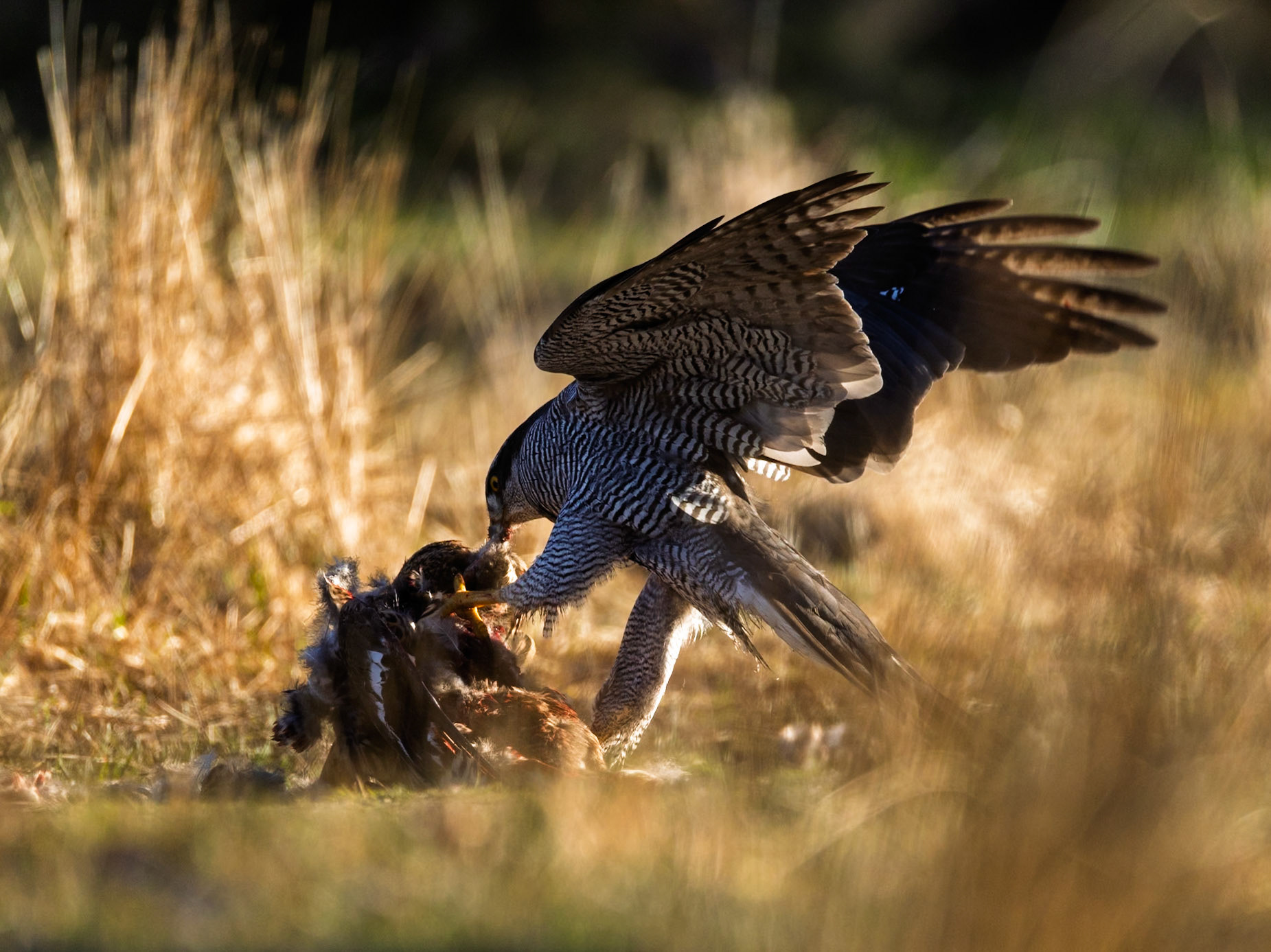 Northern Goshawk
