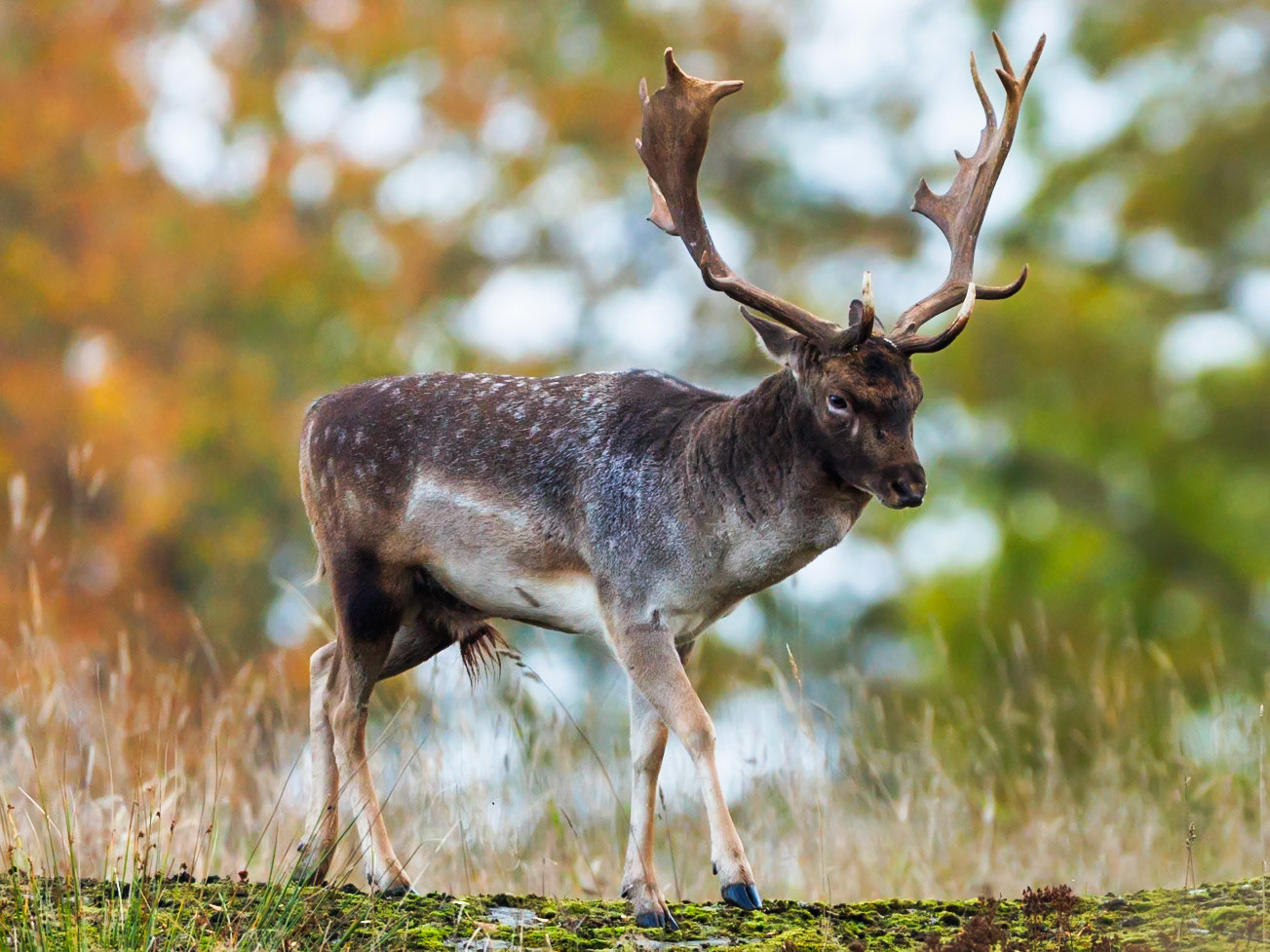 Fallow deer
