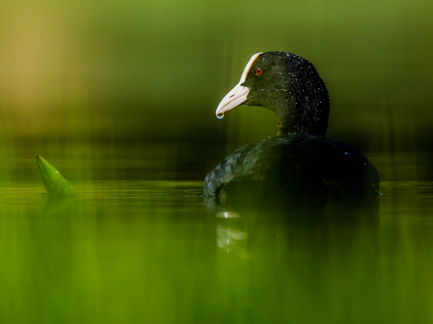 Eurasian Coot