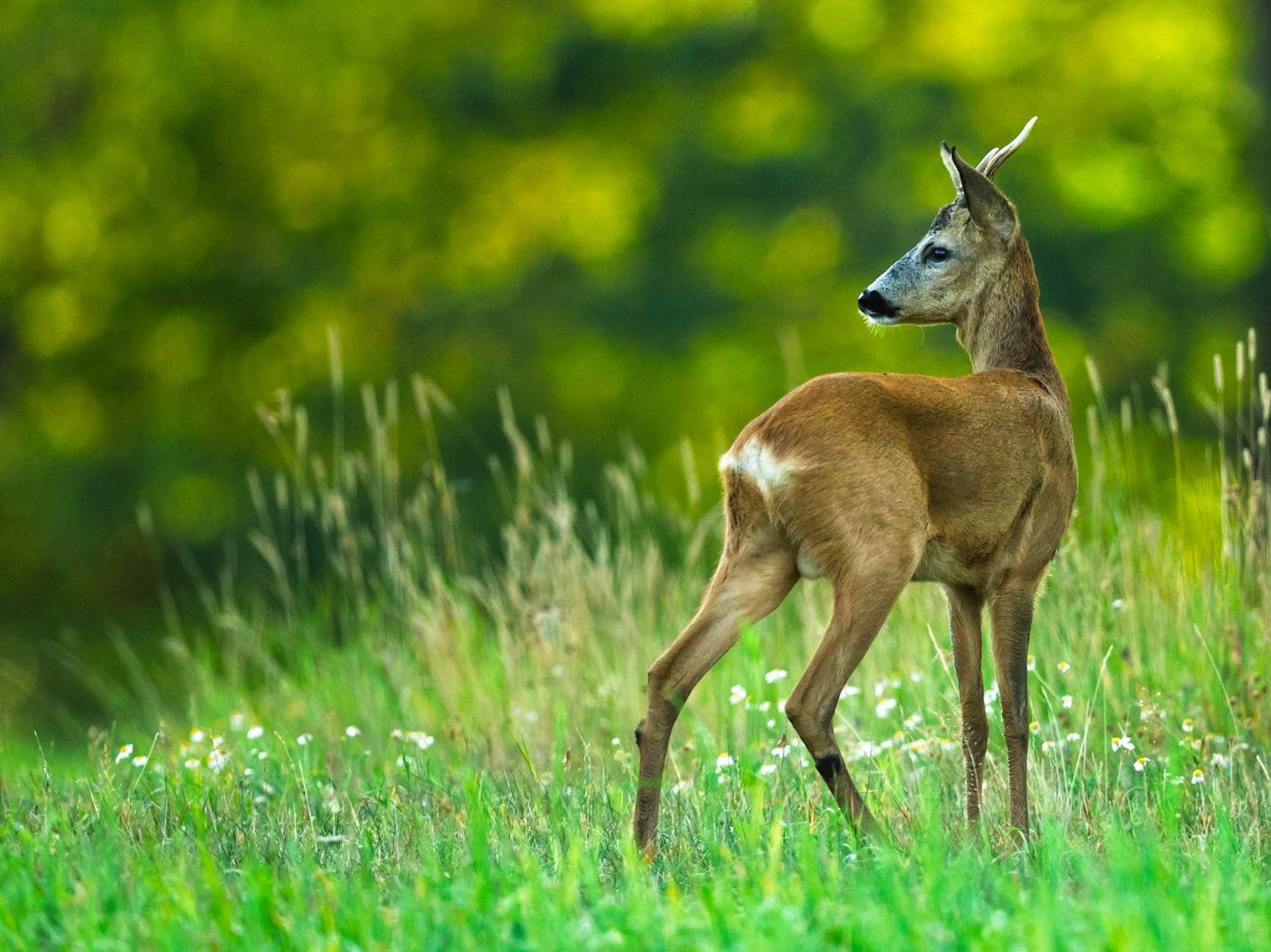 Roe Deer