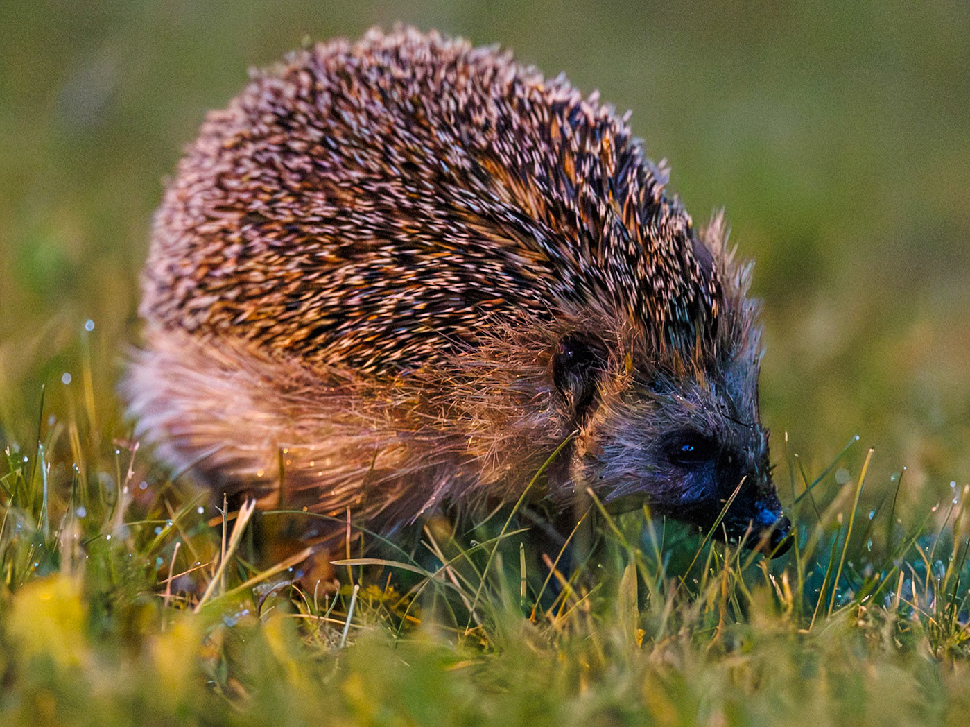 European hedgehog