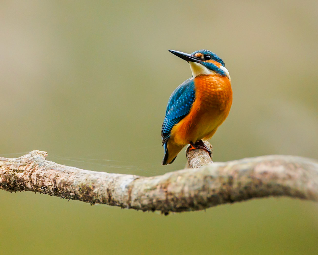 Common kingfisher