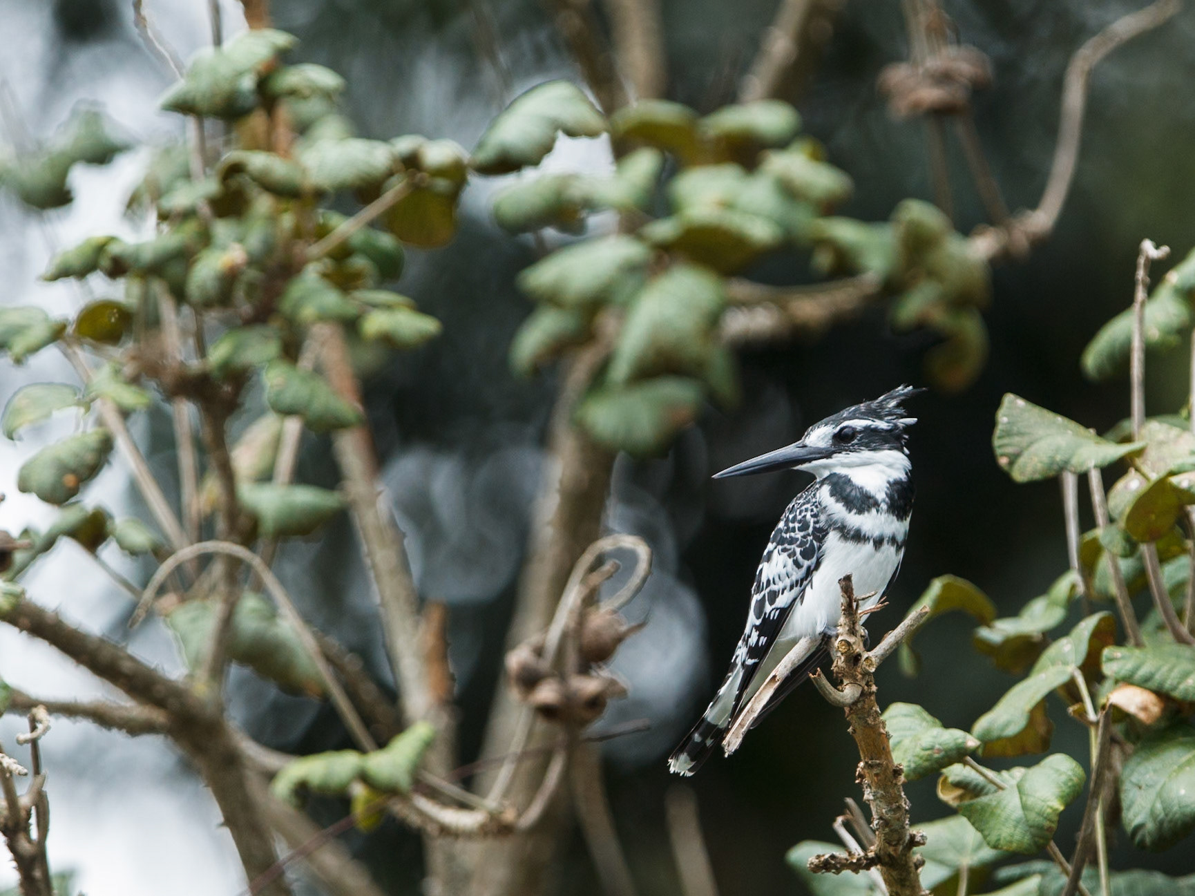 Pied Kingfisher