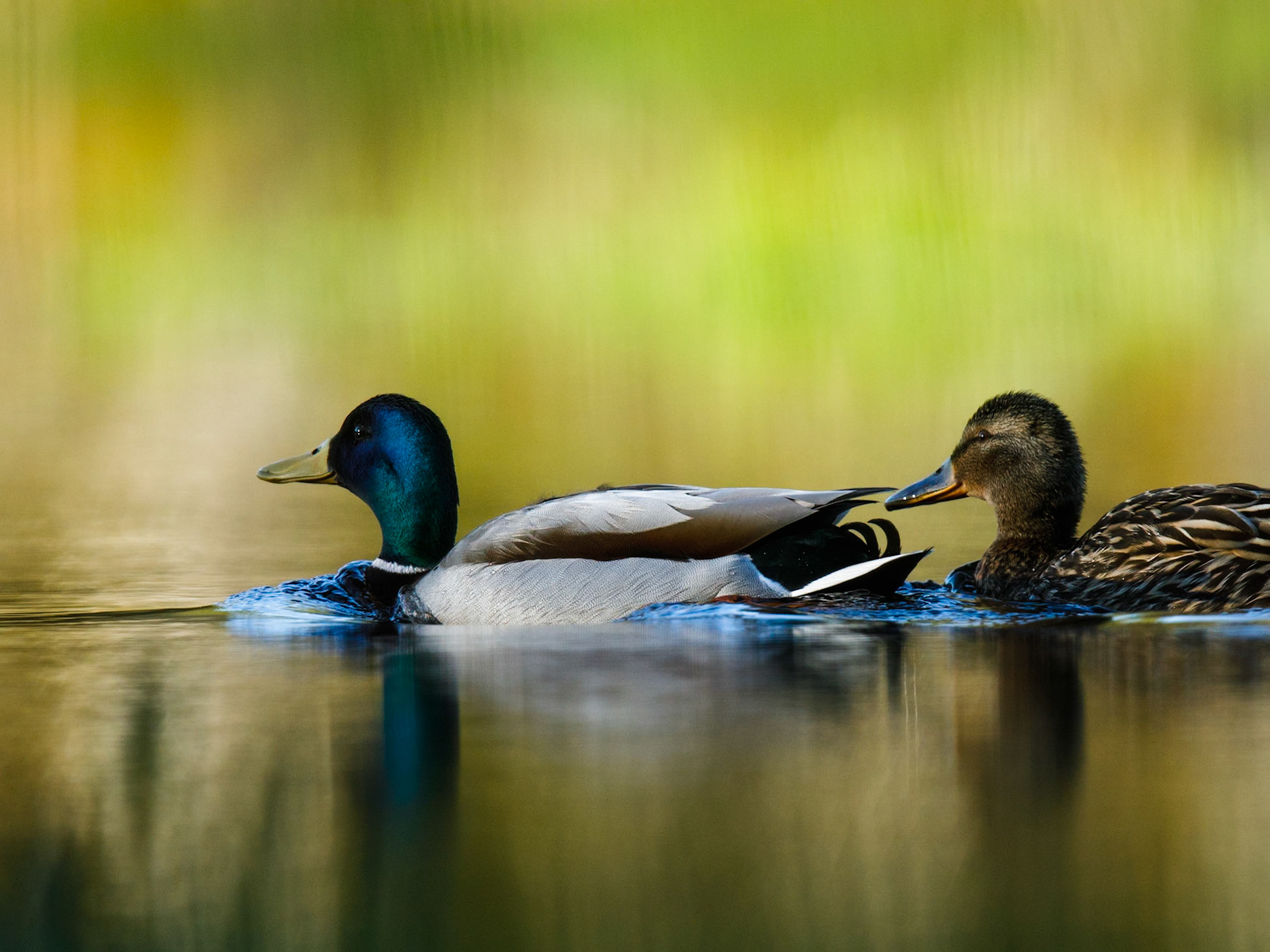 Mallard