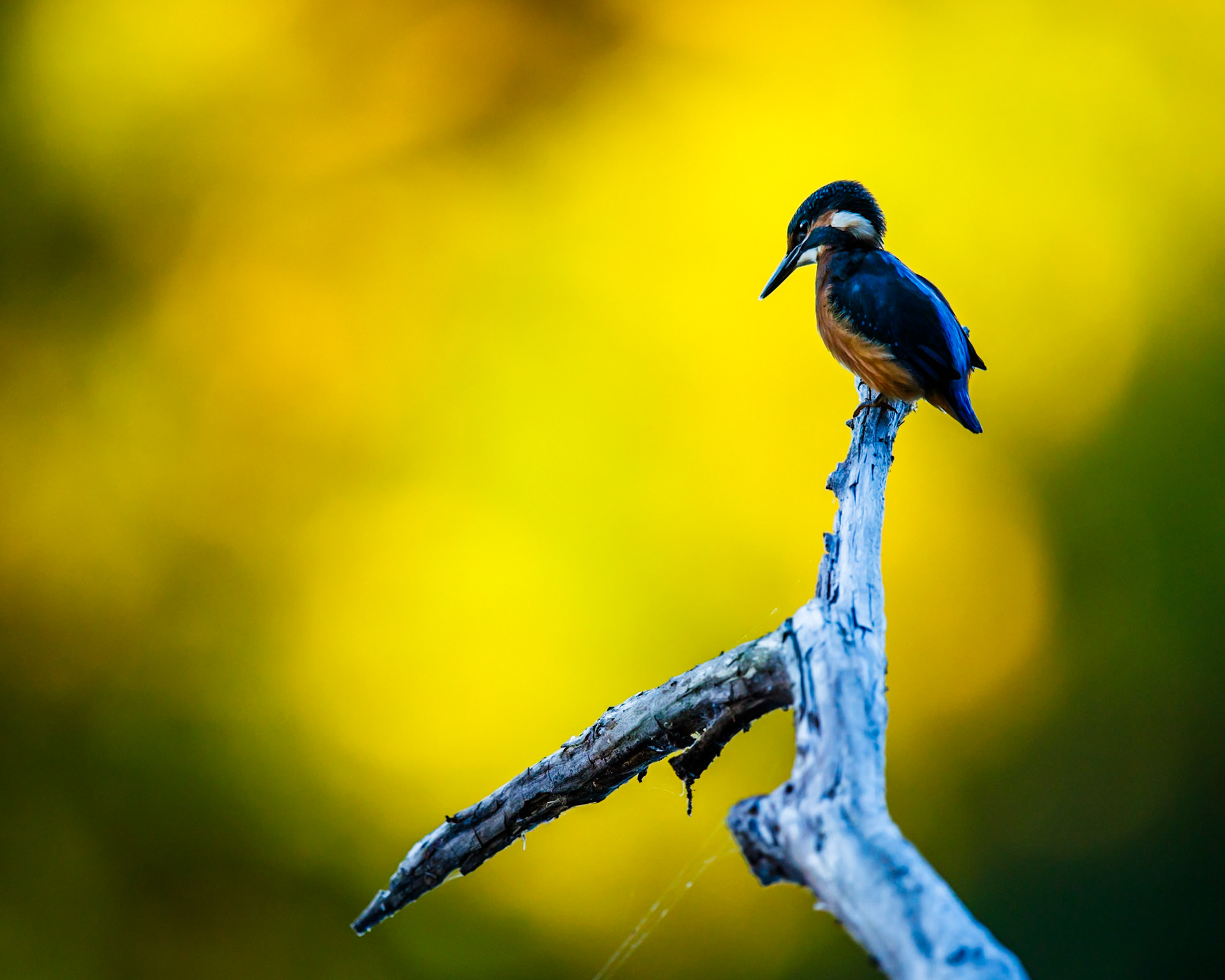 Common Kingfisher