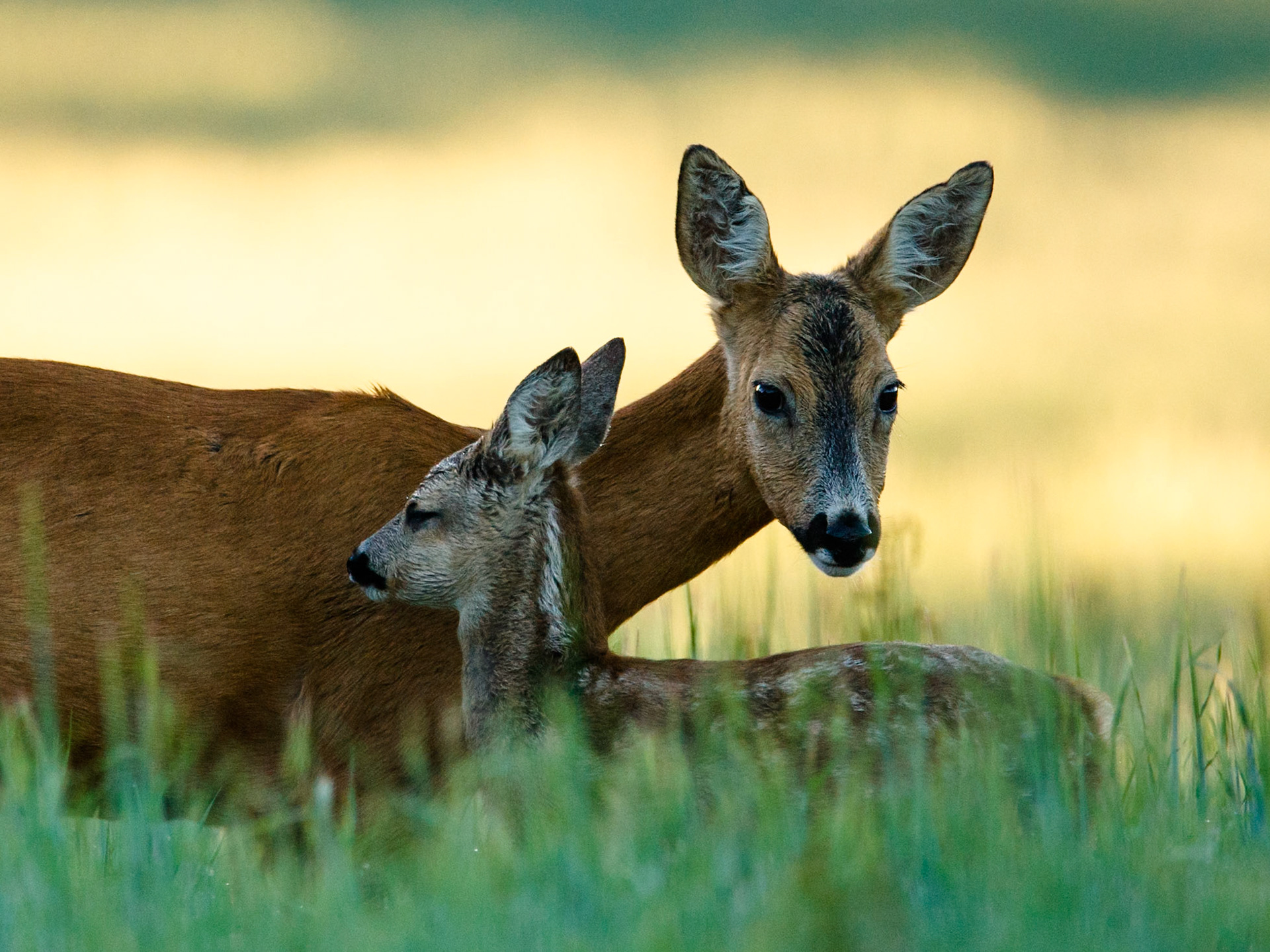 Roe Deer