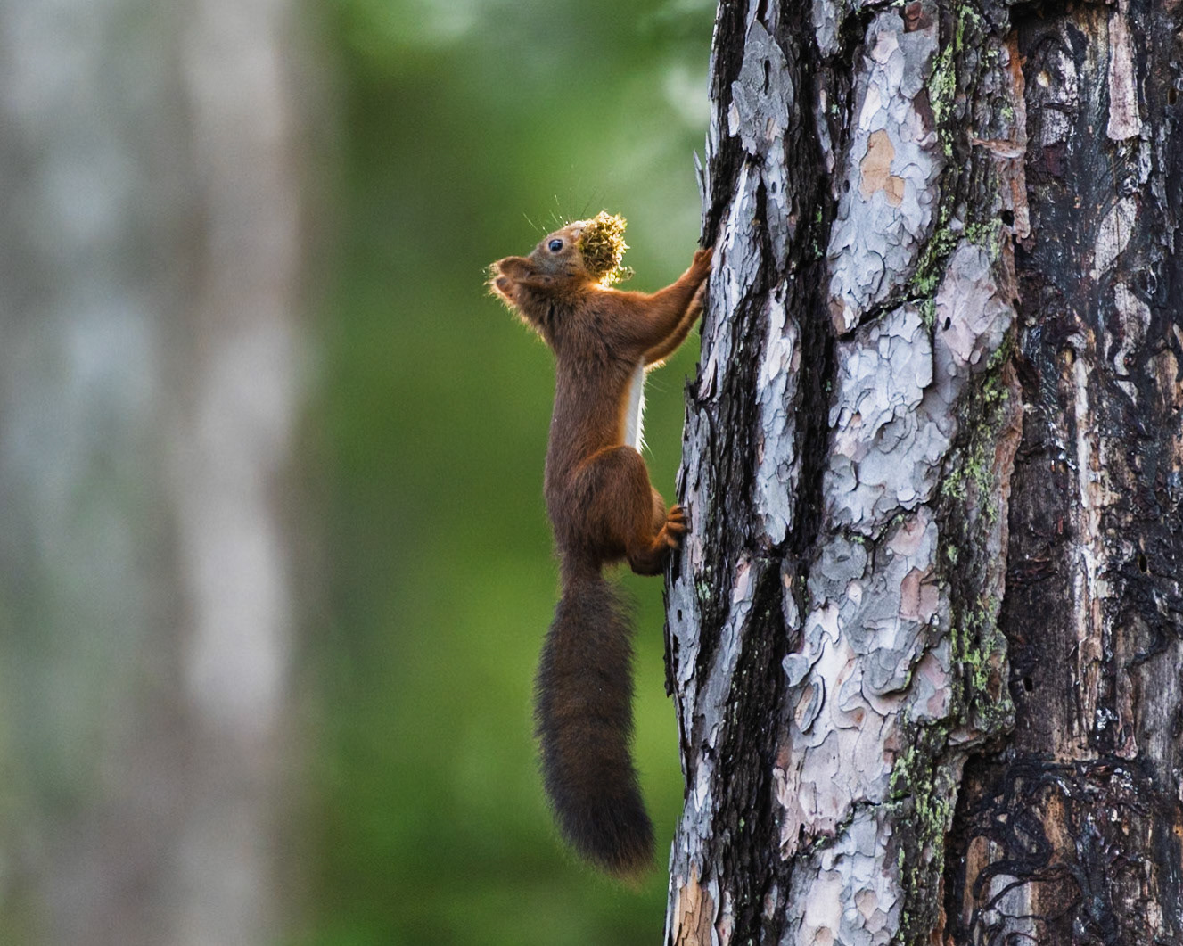 Squirrel