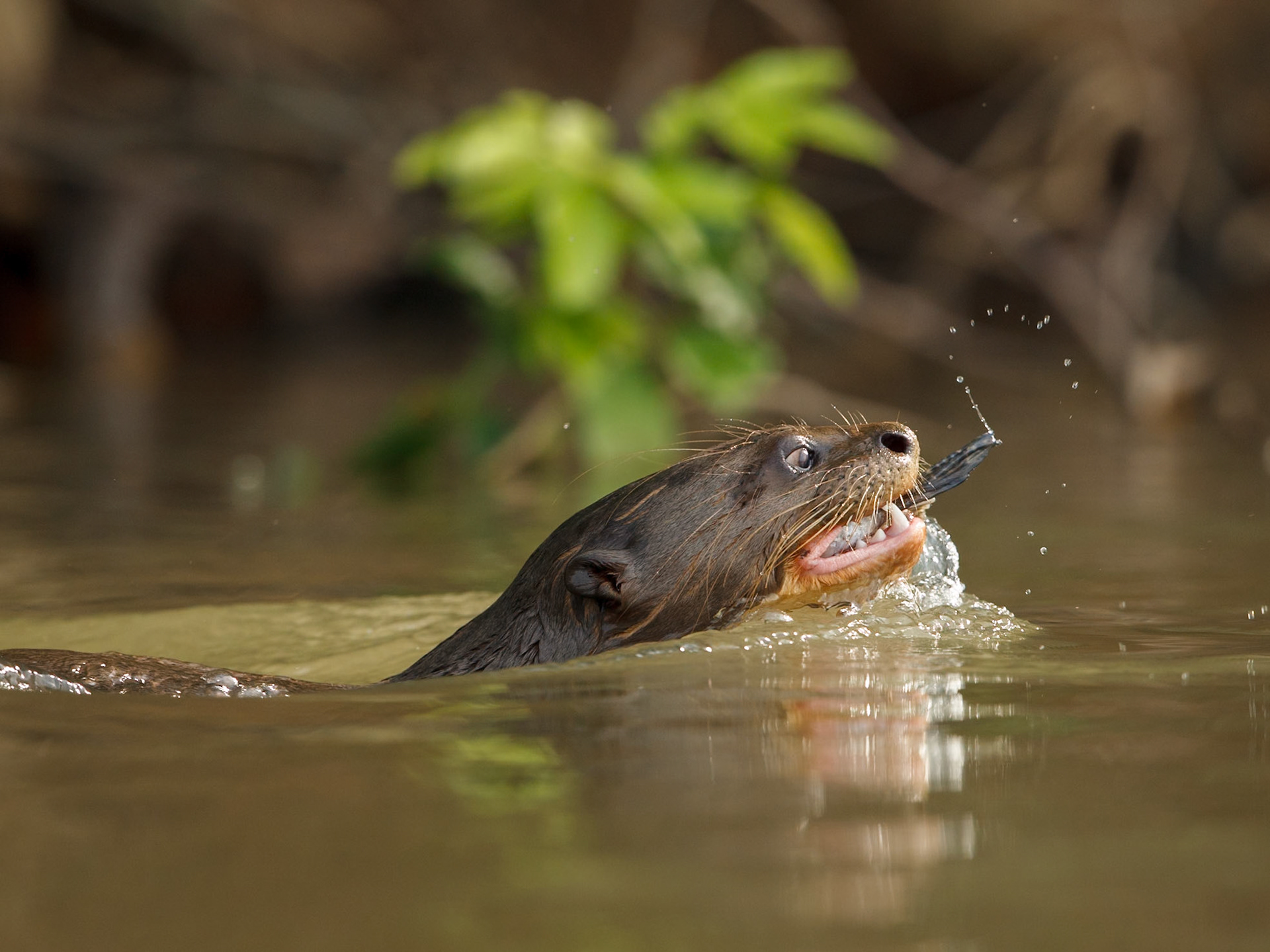 Giant Otter