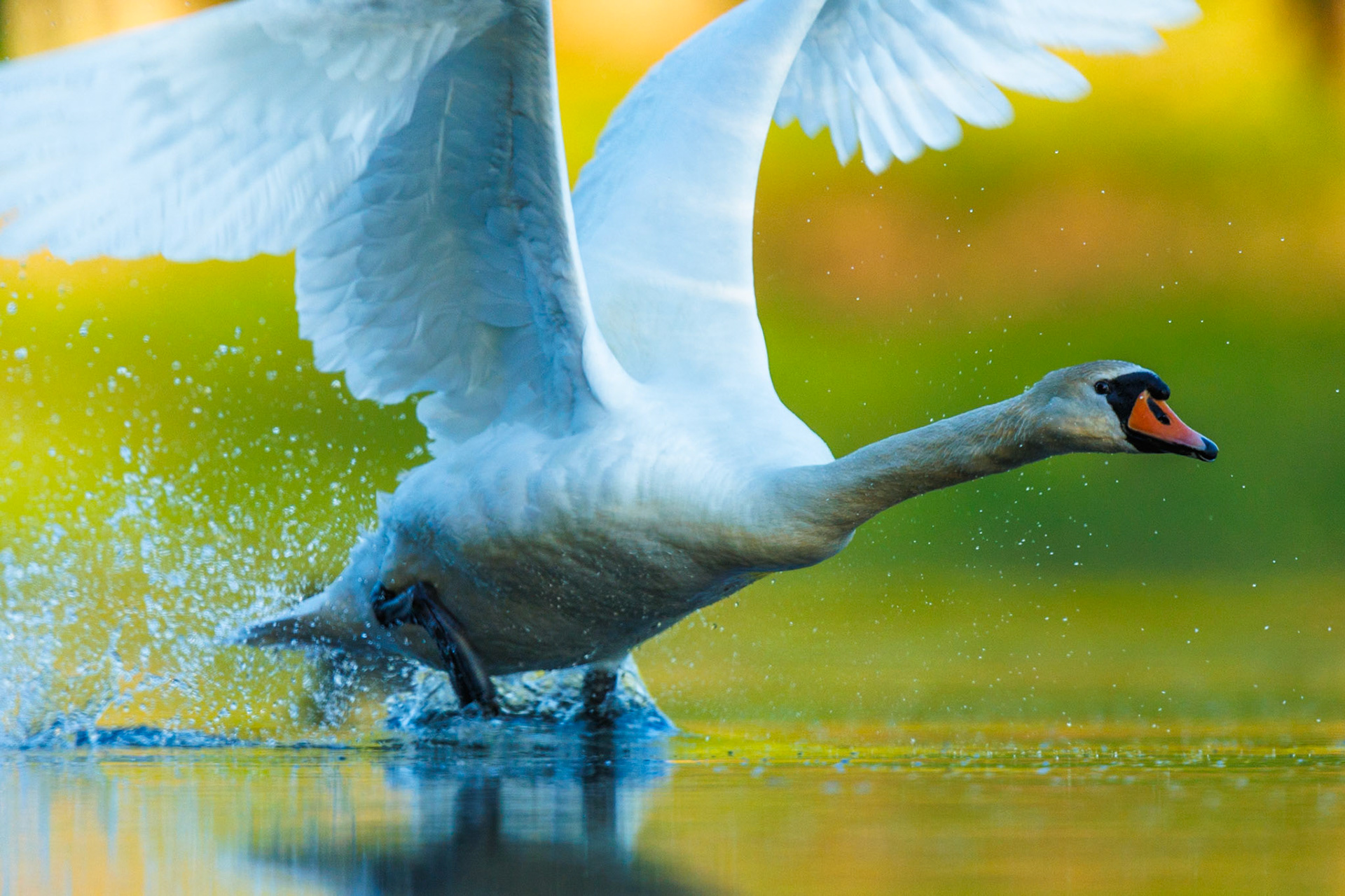 Mute Swan
