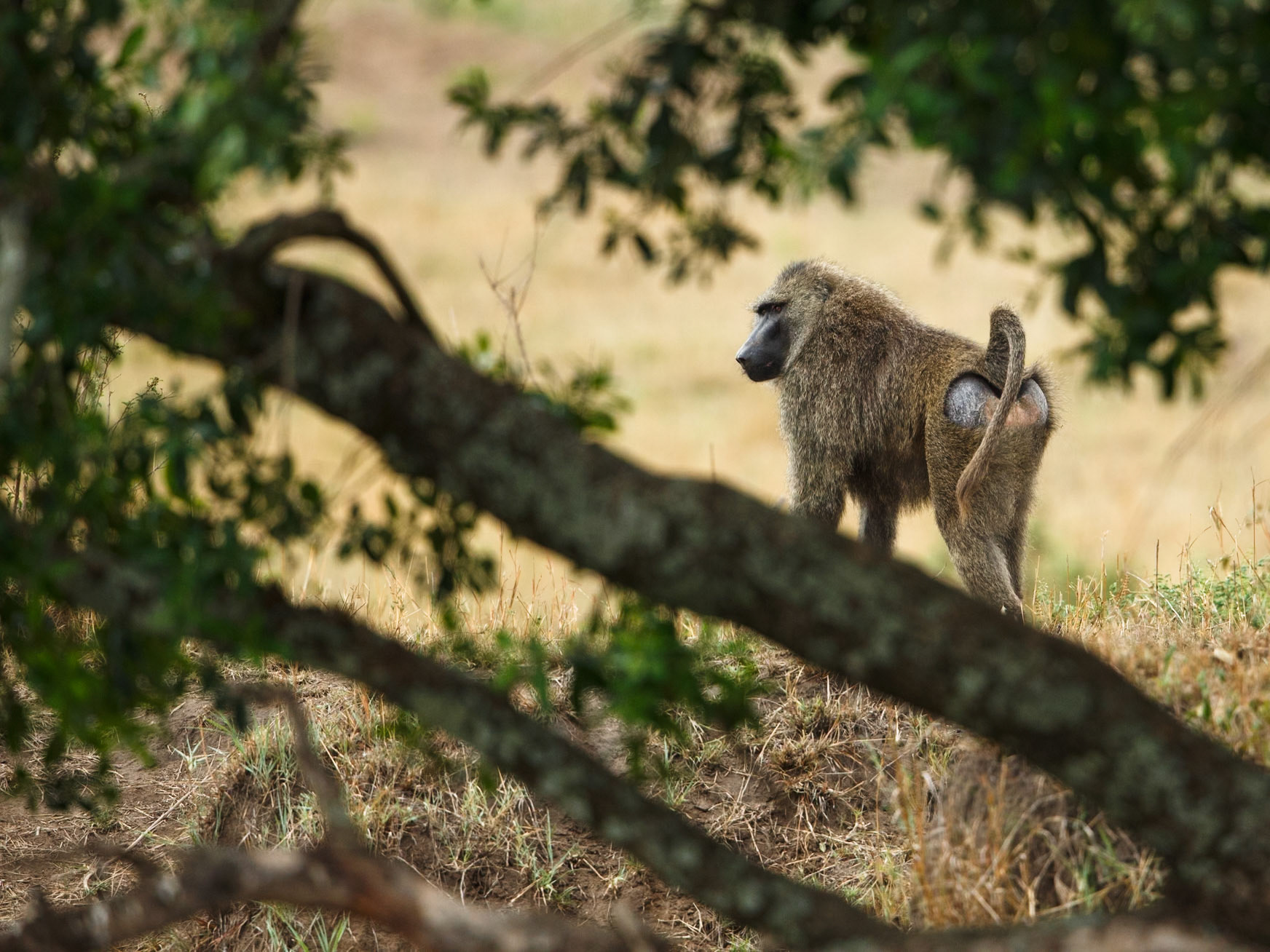 Olive Baboon in Masai Mara 2014