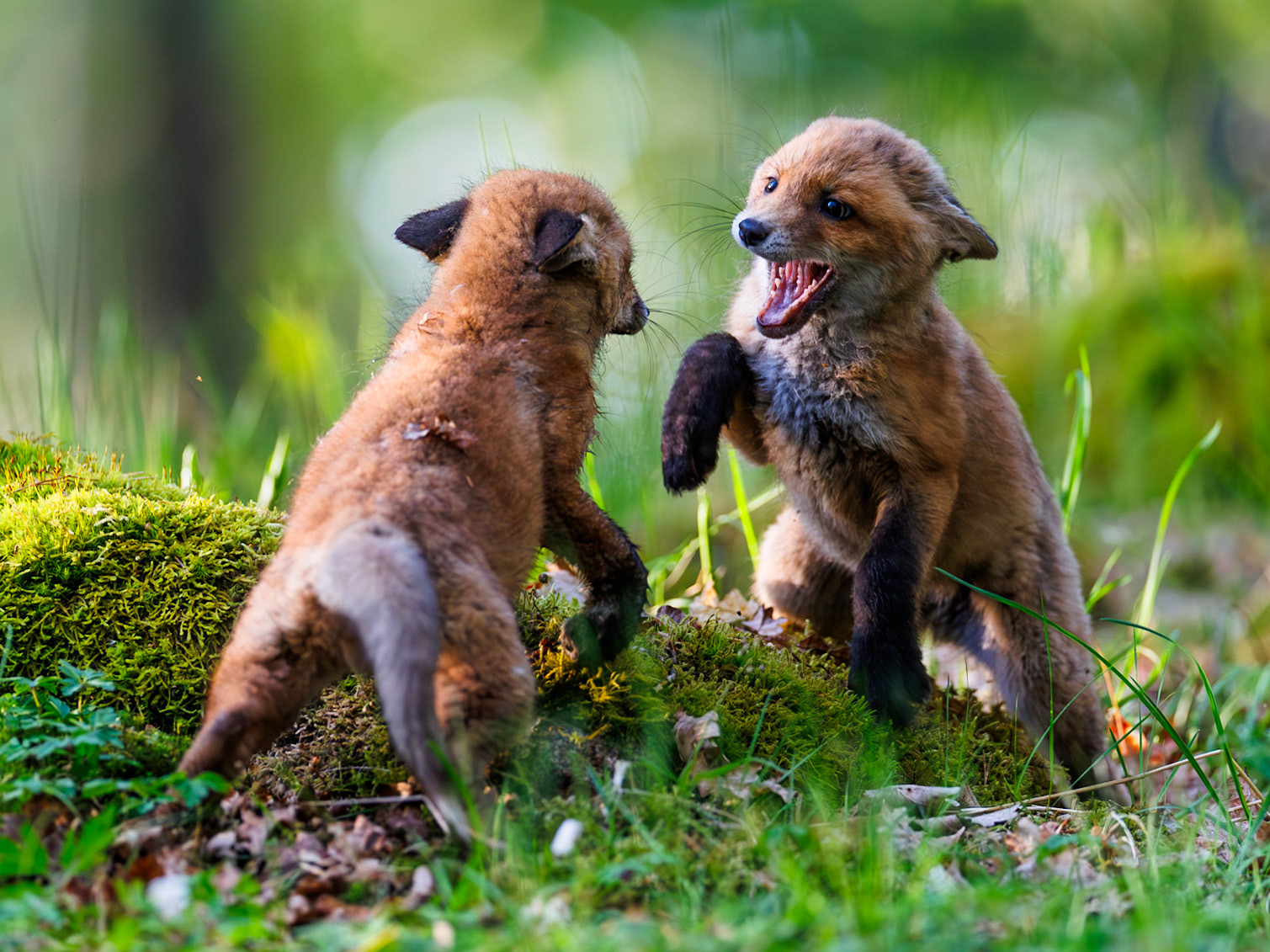 Red fox