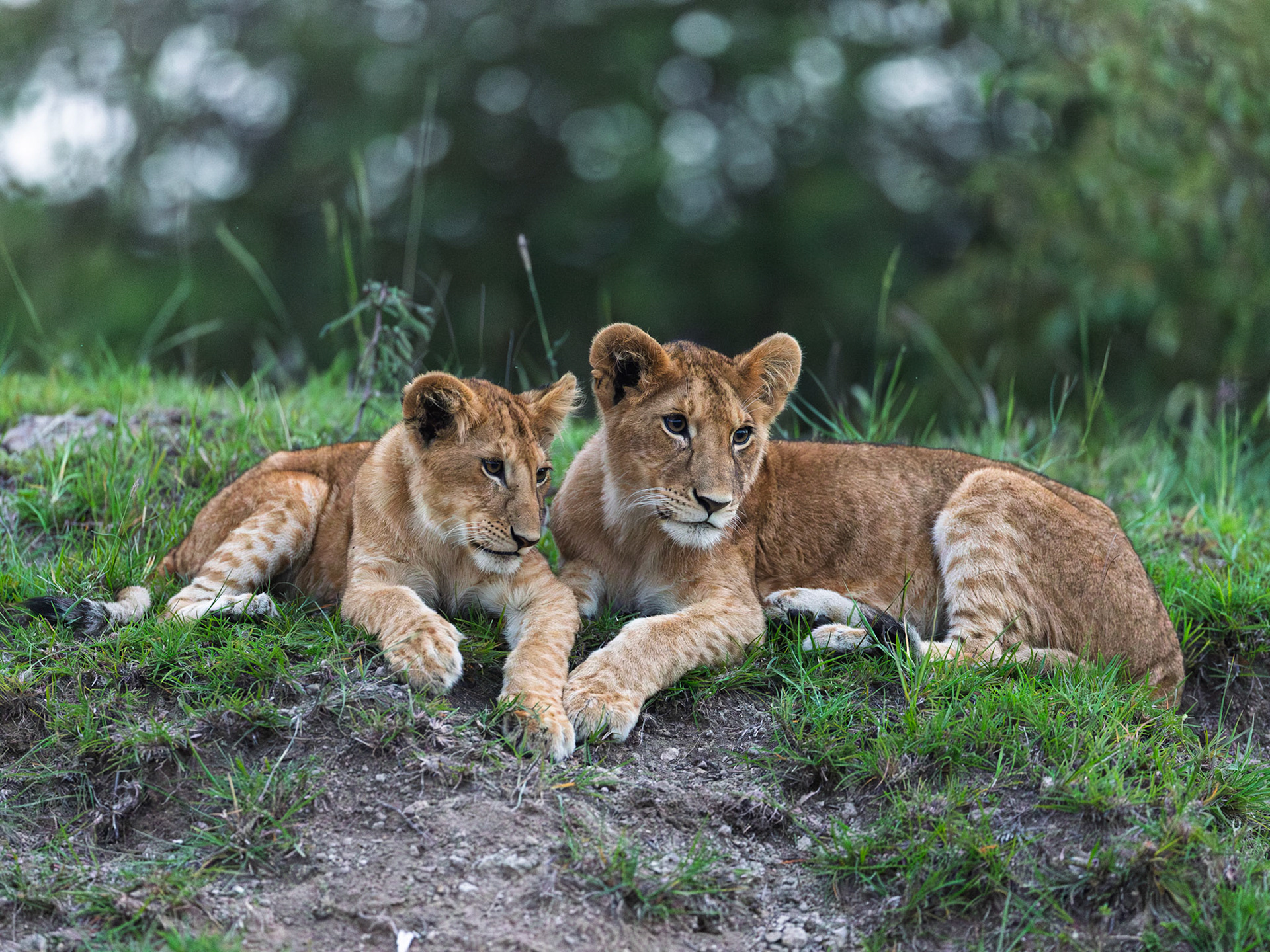 Lions in Masai Mara 2026