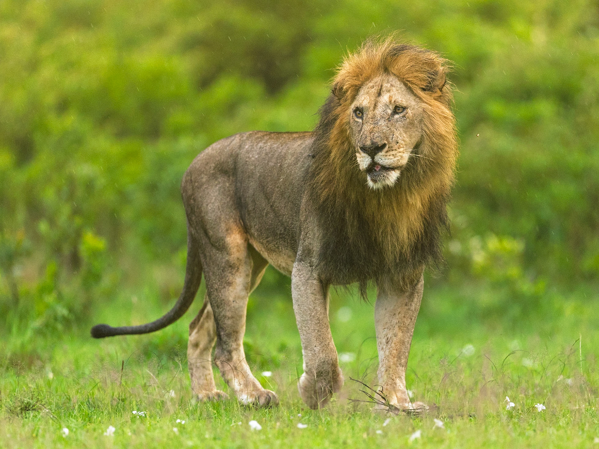 Lion in Masai Mara 2026