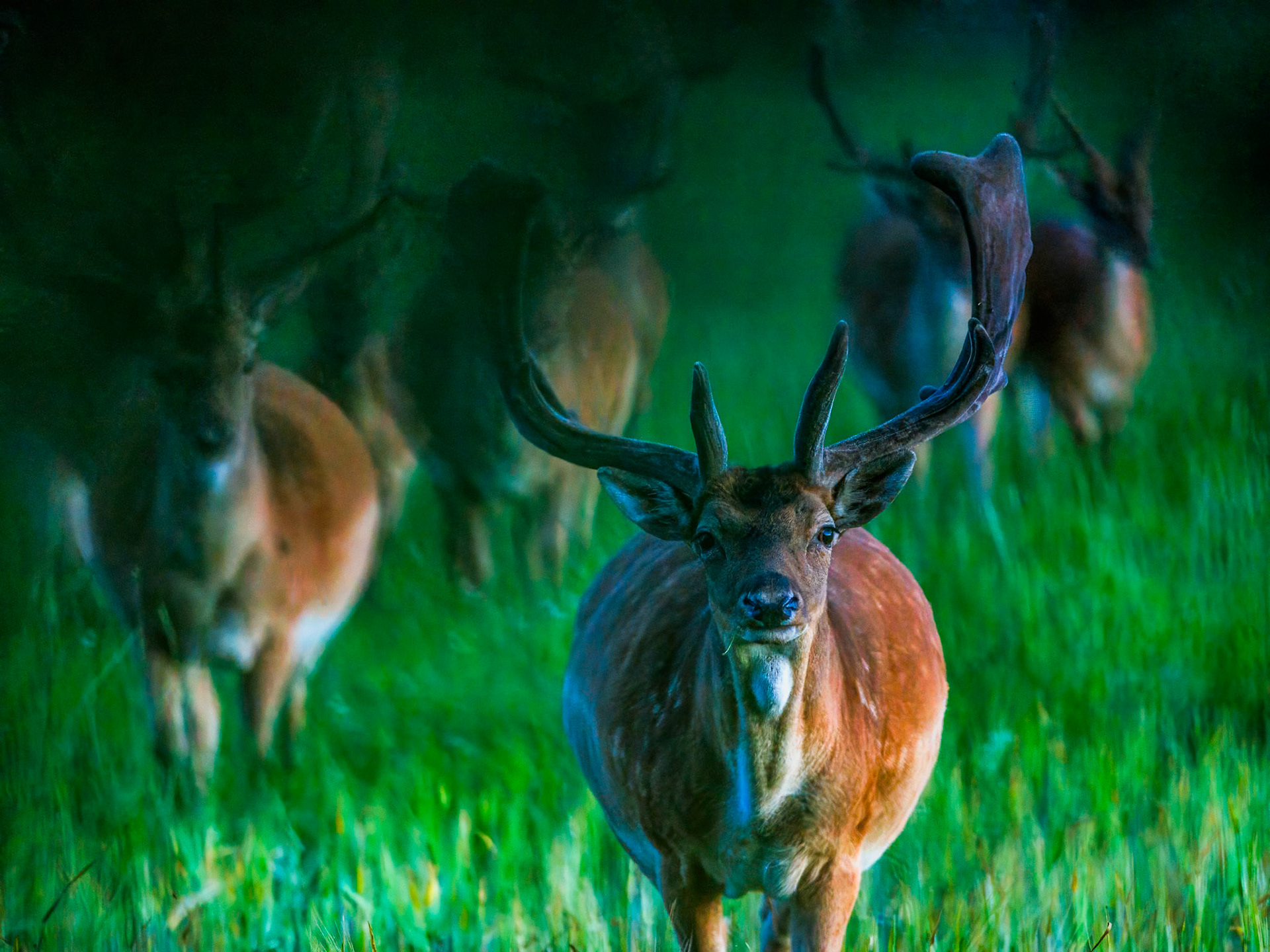 Fallow deer