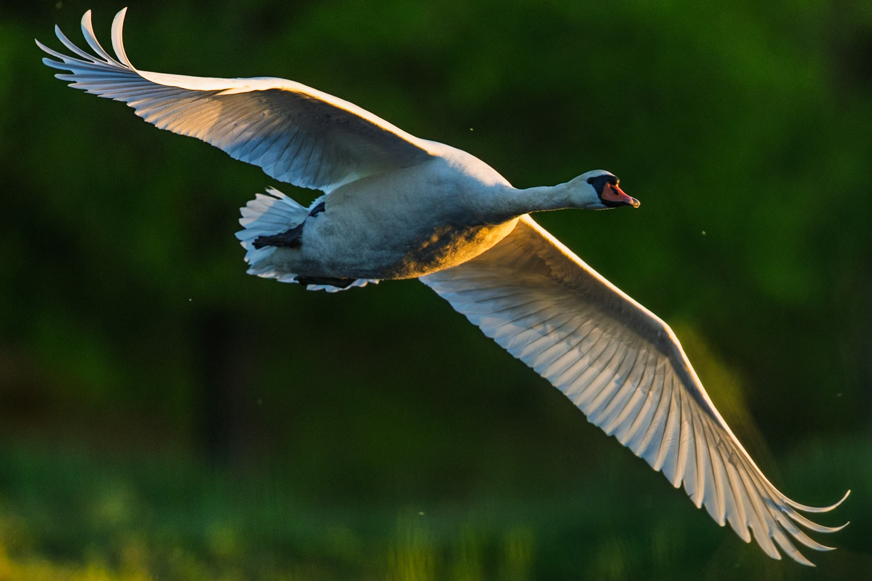 Mute Swan