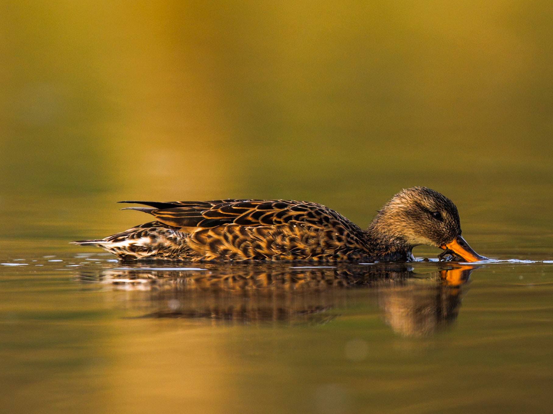 Gadwall