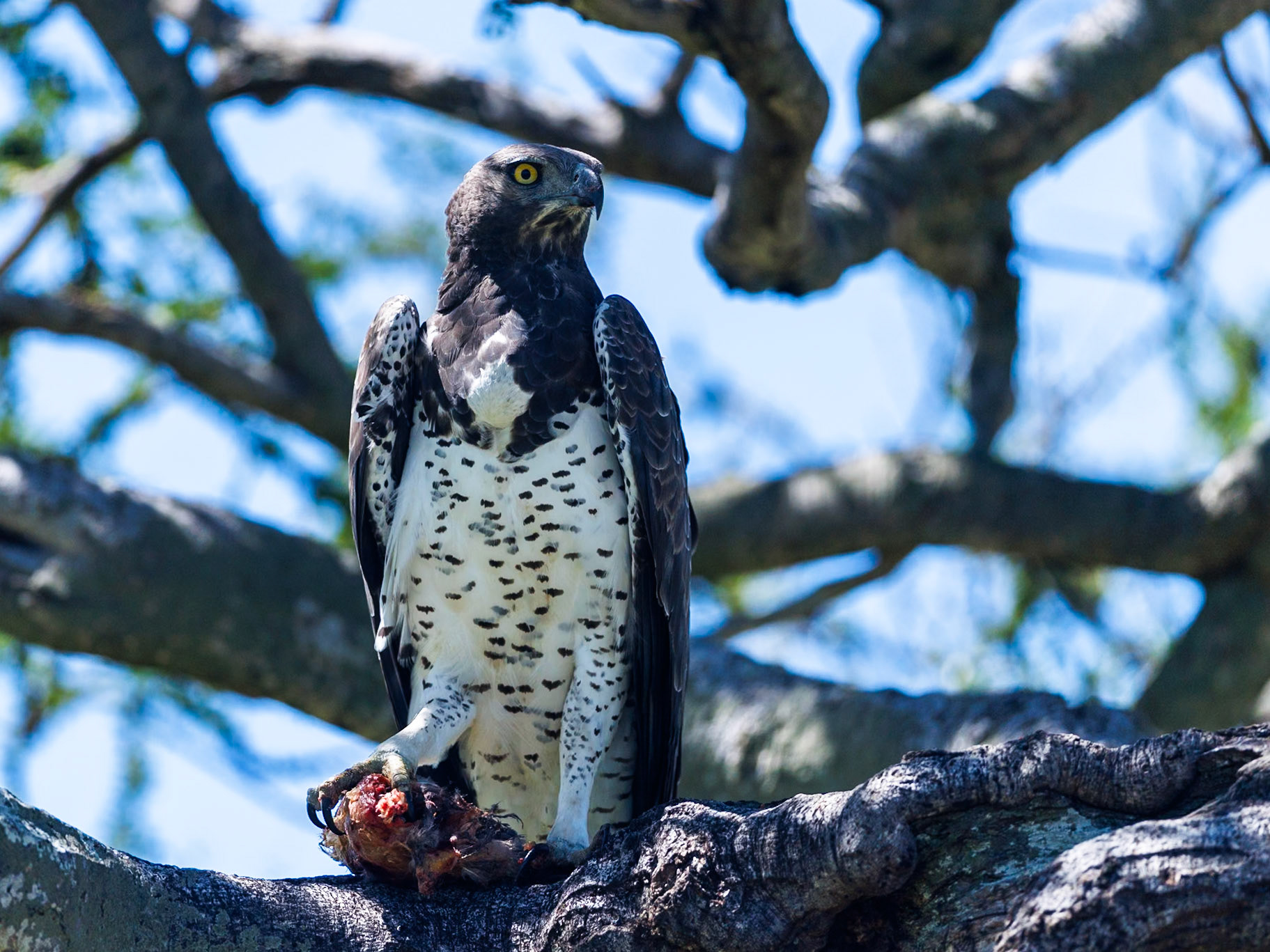 Martial eagle in Masai Mara 2026