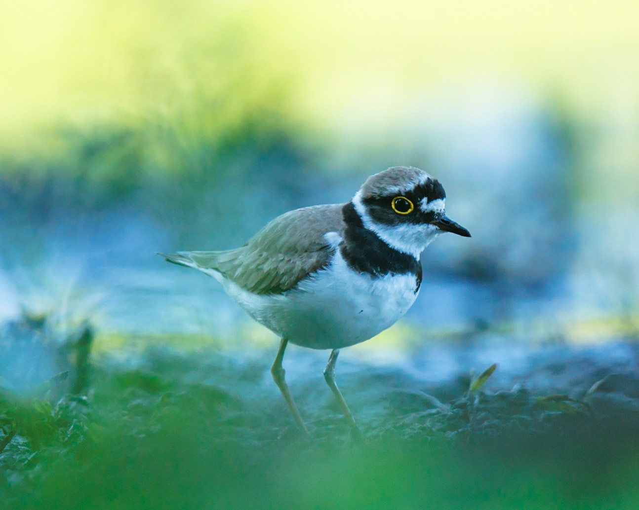 Little Ringed Plover