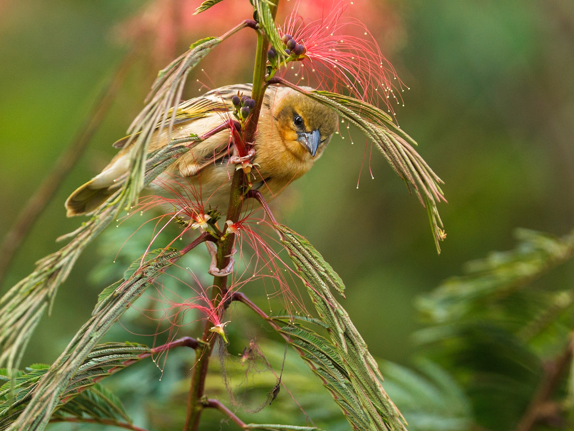 Yellow-Backed Weaver