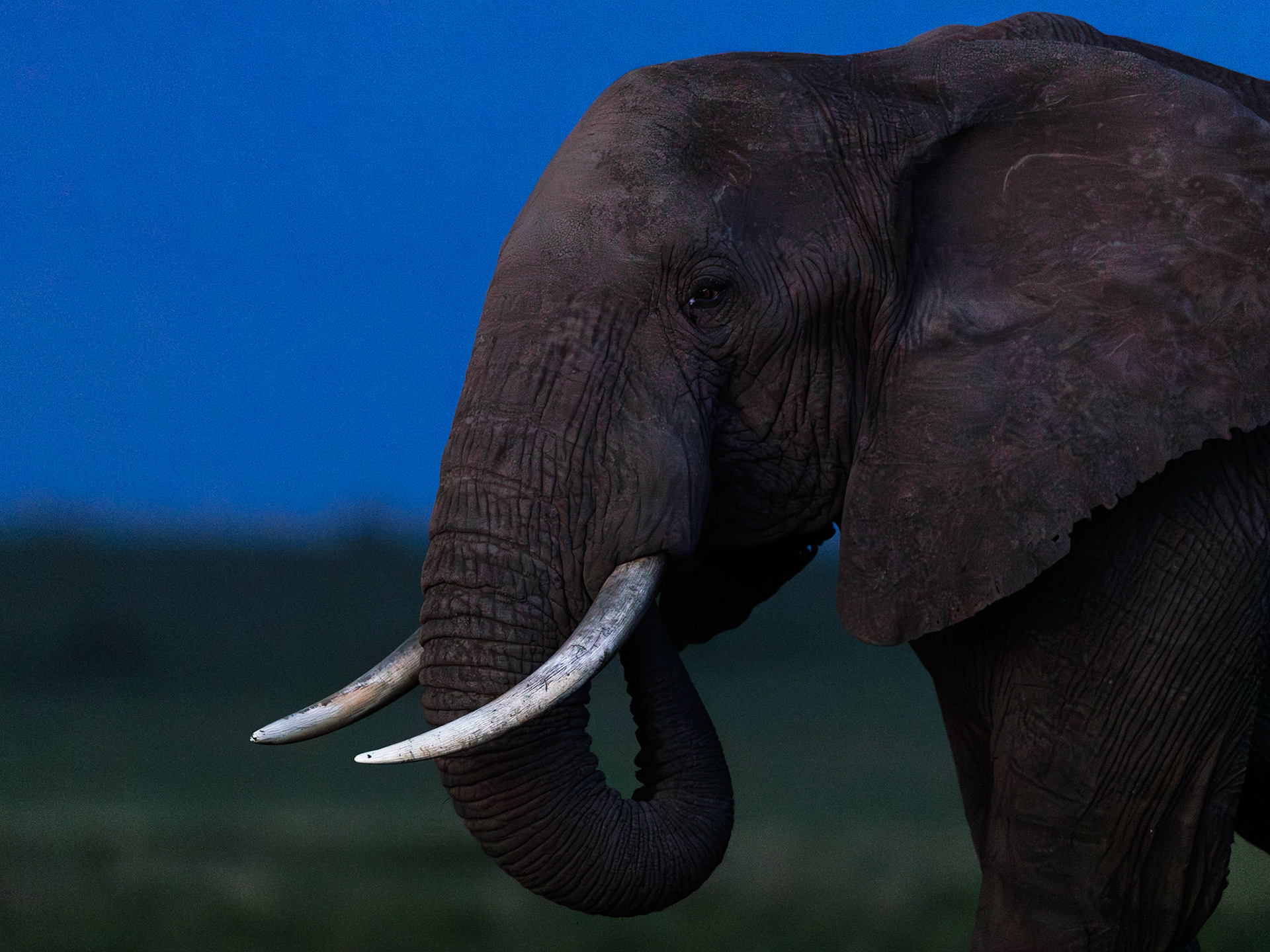 Elephant in Masai Mara 2026
