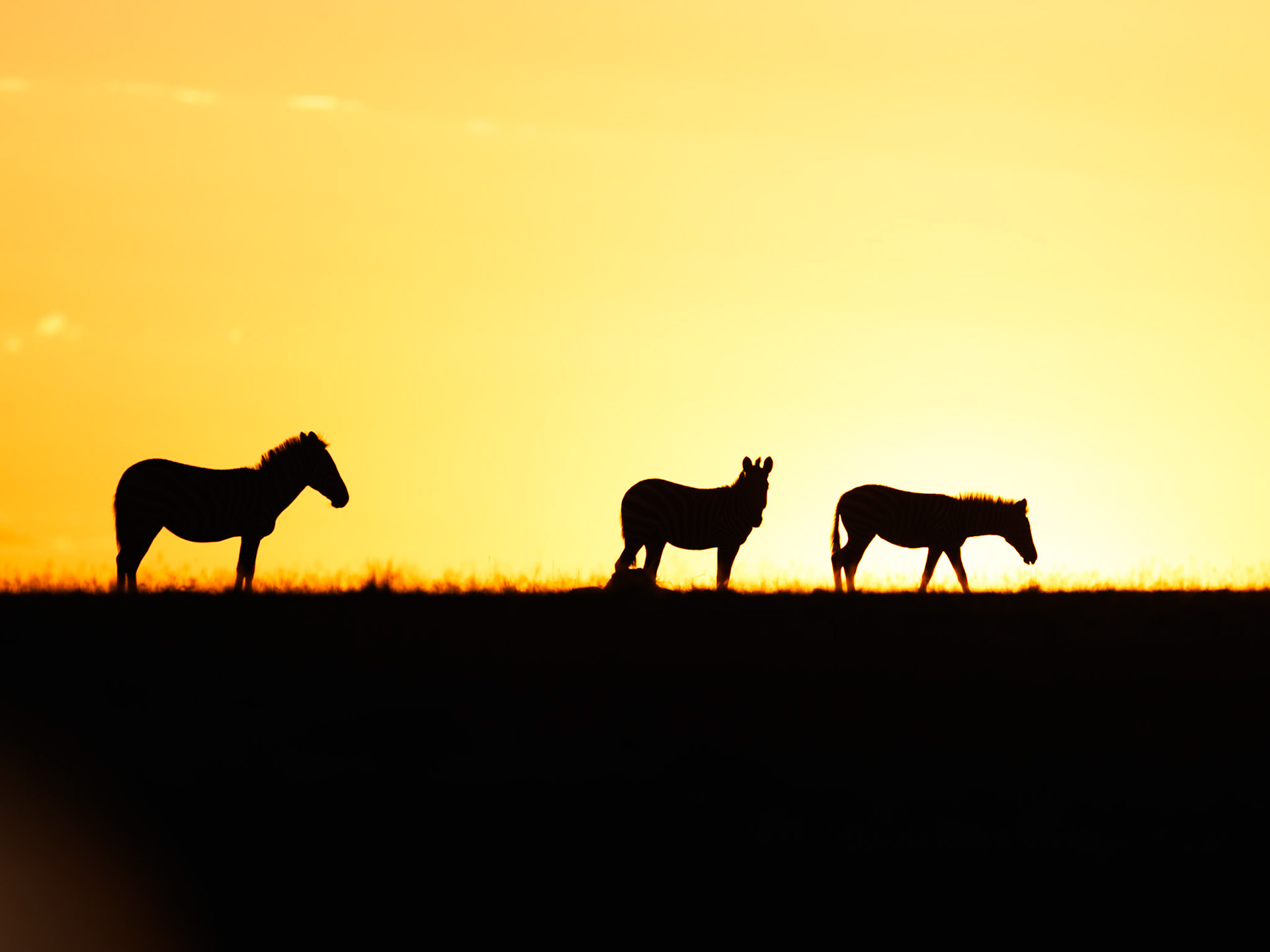 Zebras in Masai Mara 2026