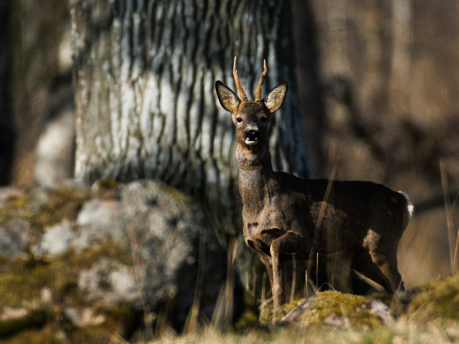 Roe deer
