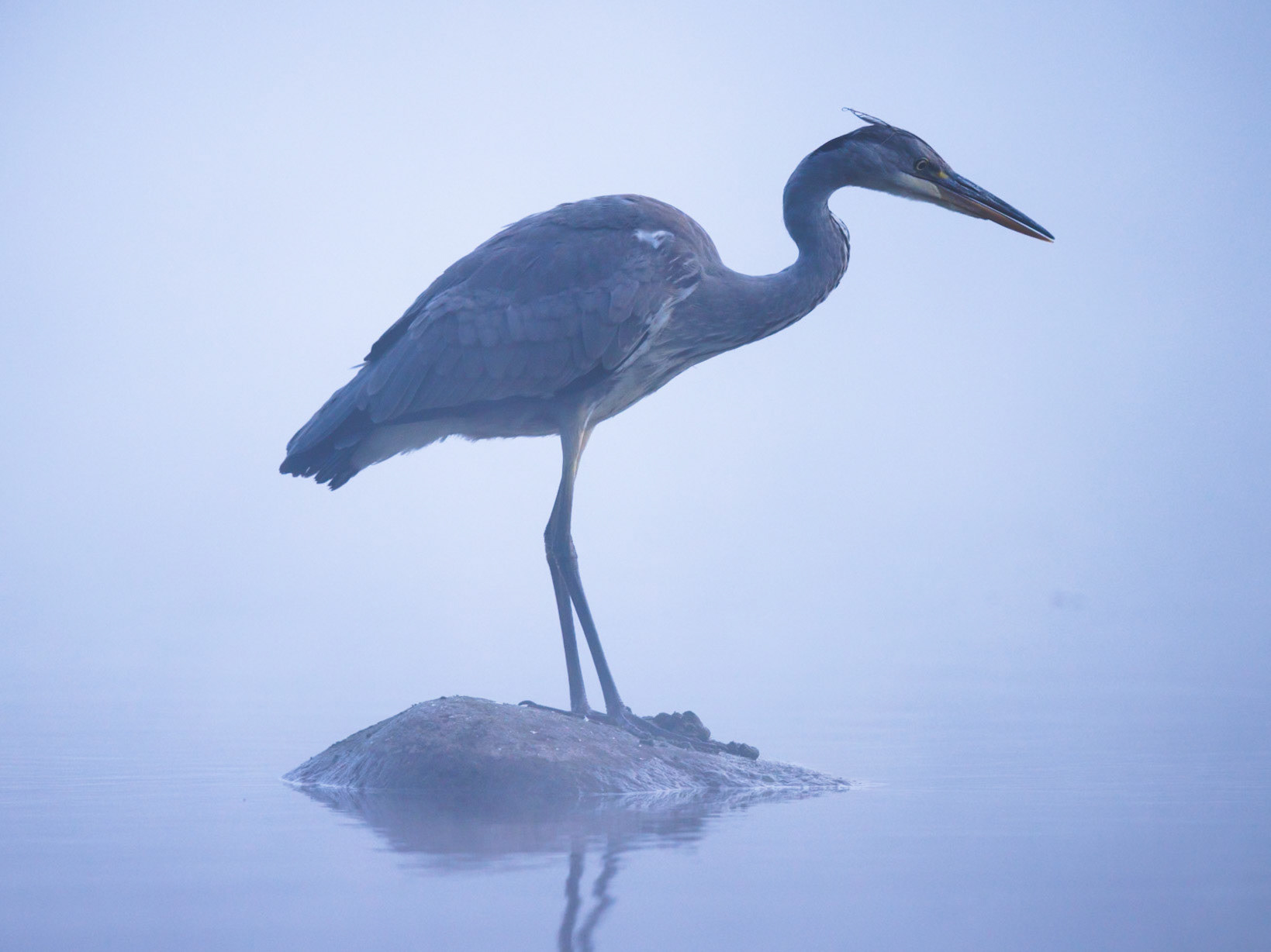Grey Heron