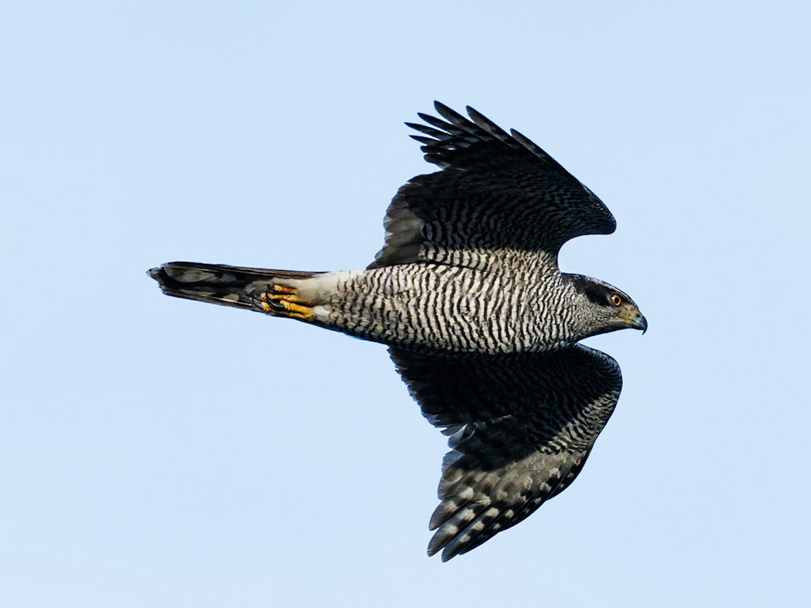 Northern Goshawk
